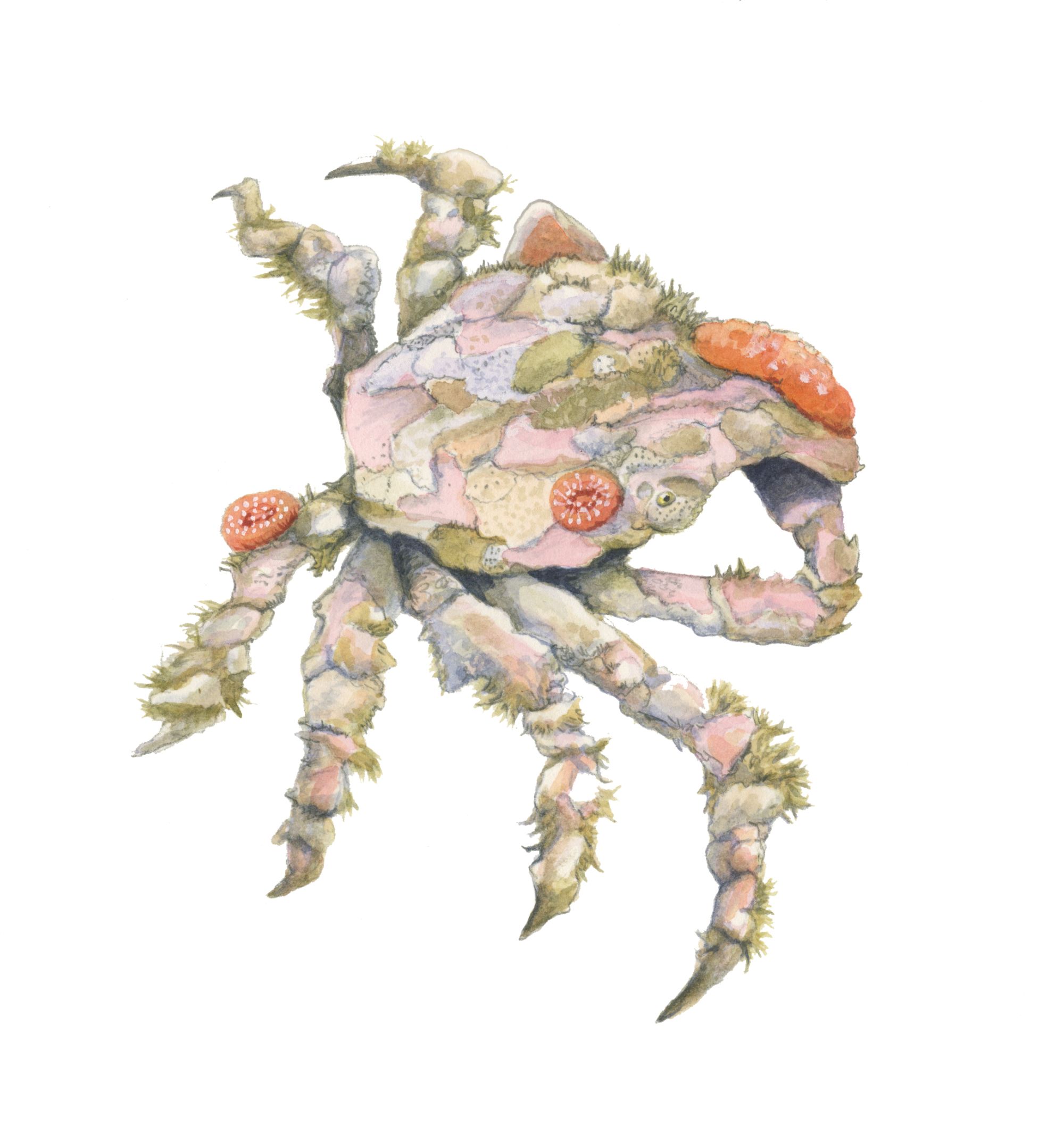 Decorator Crab. Oakland Museum exhibit label. Watercolor.