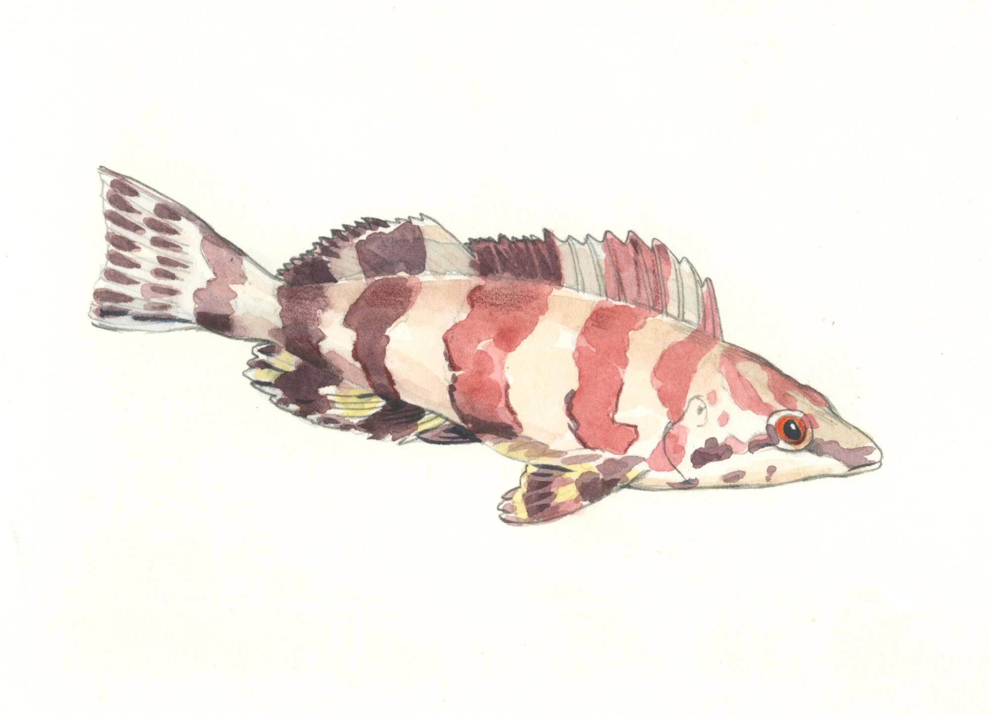 Greenling. Oakland Museum exhibit label. Watercolor.
