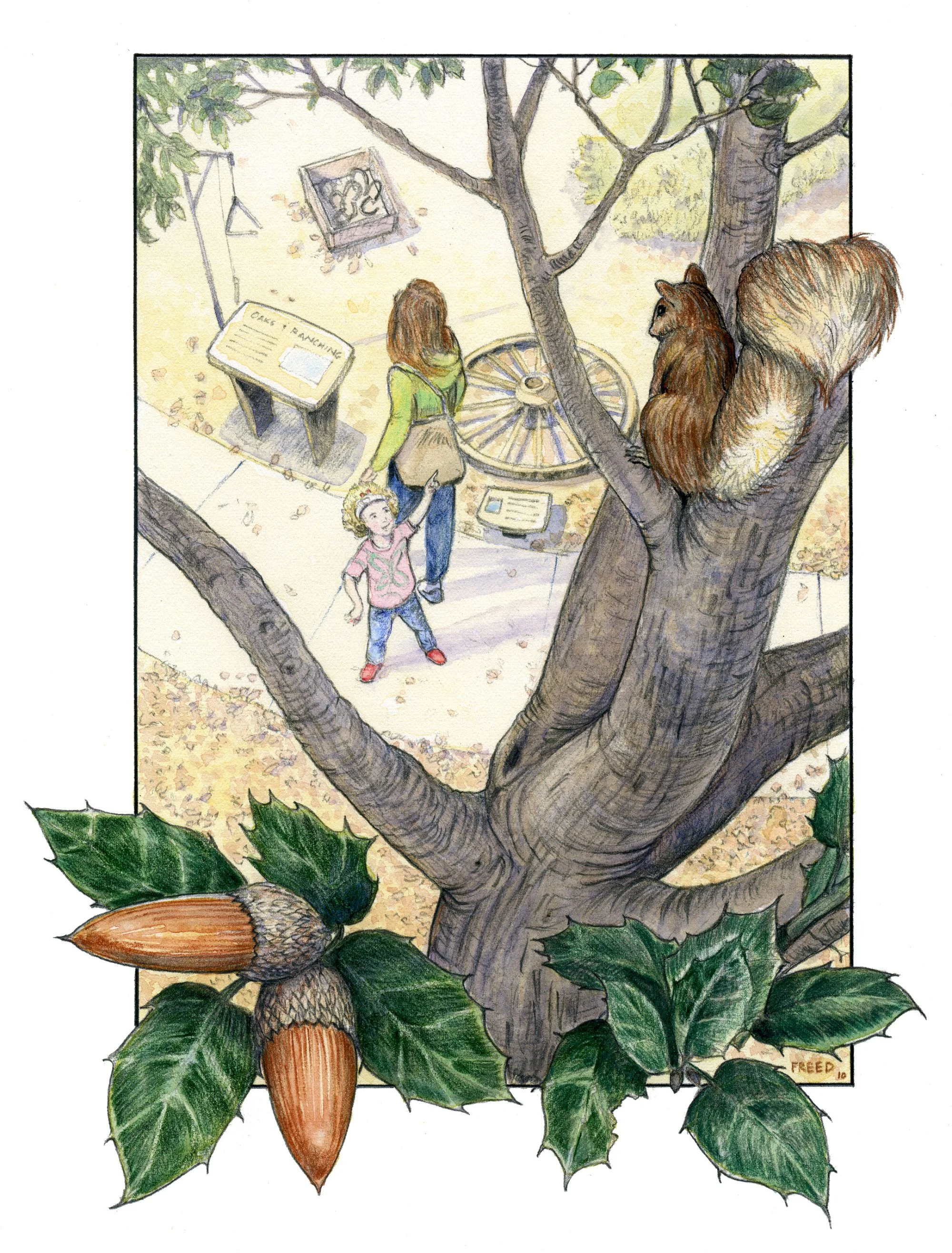 Oak Woodlands. Exhibit concept illustration. The Acorn Group. Watercolor.