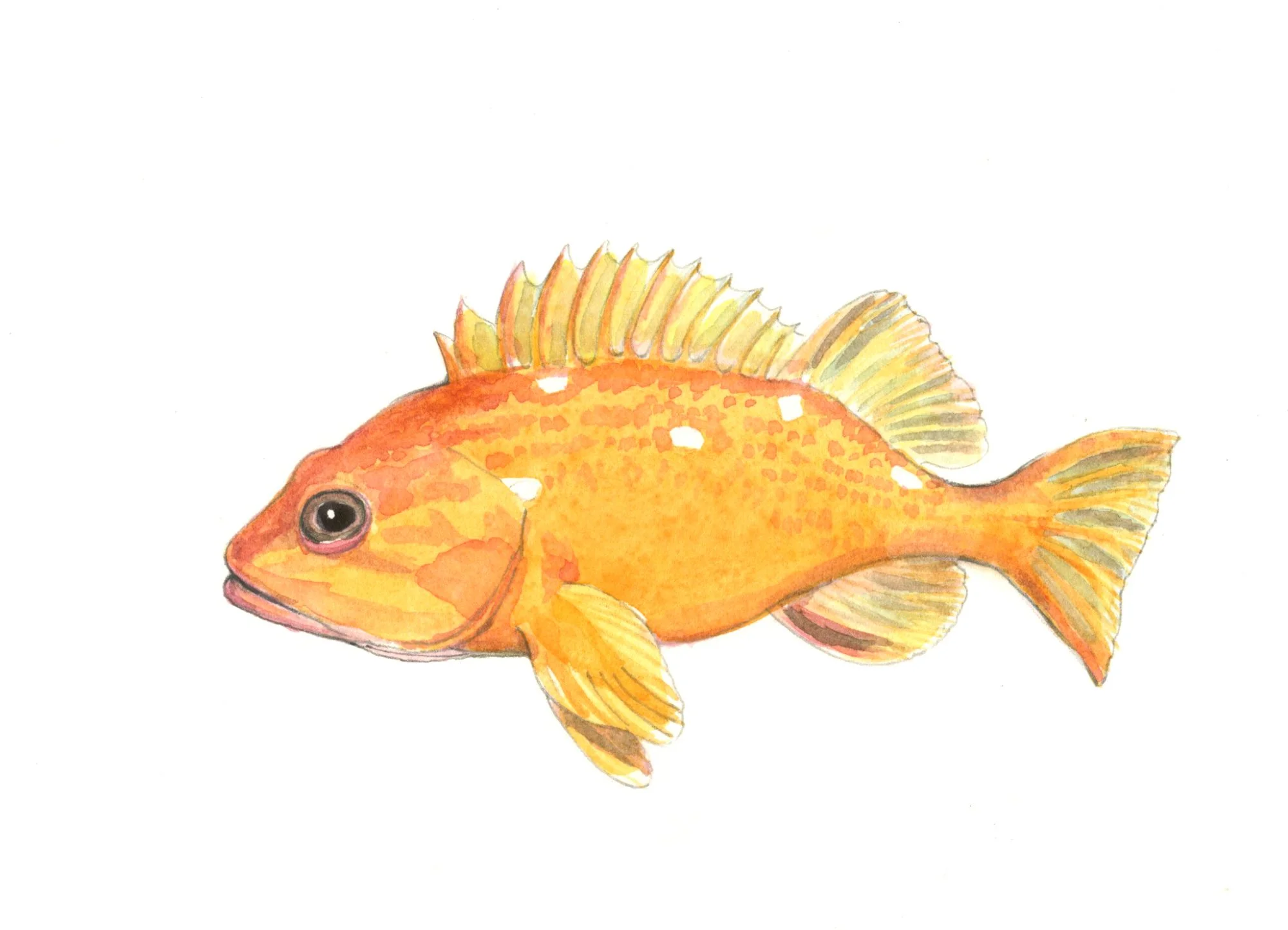 Rosy Rockfish. Oakland Museum exhibit label. Watercolor.