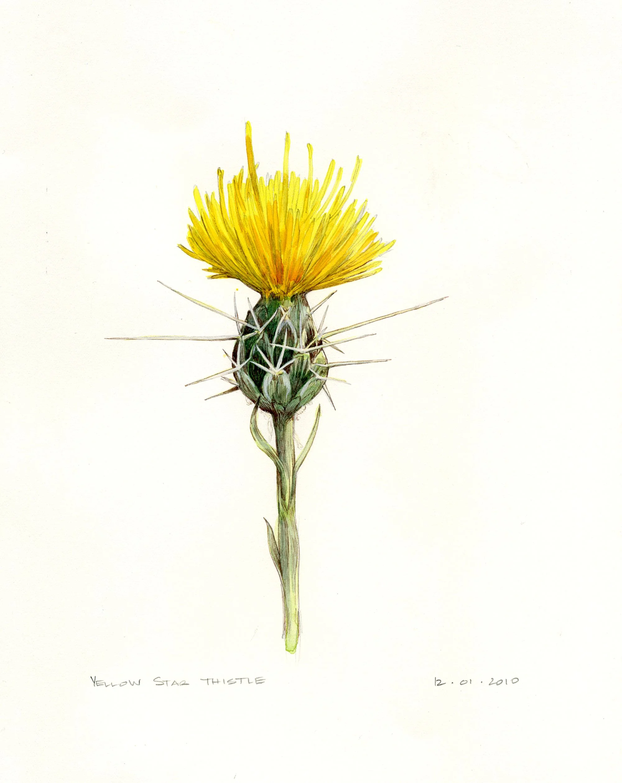 Yellow Star Thistle. Honey jar label illustration. Ink and watercolor.