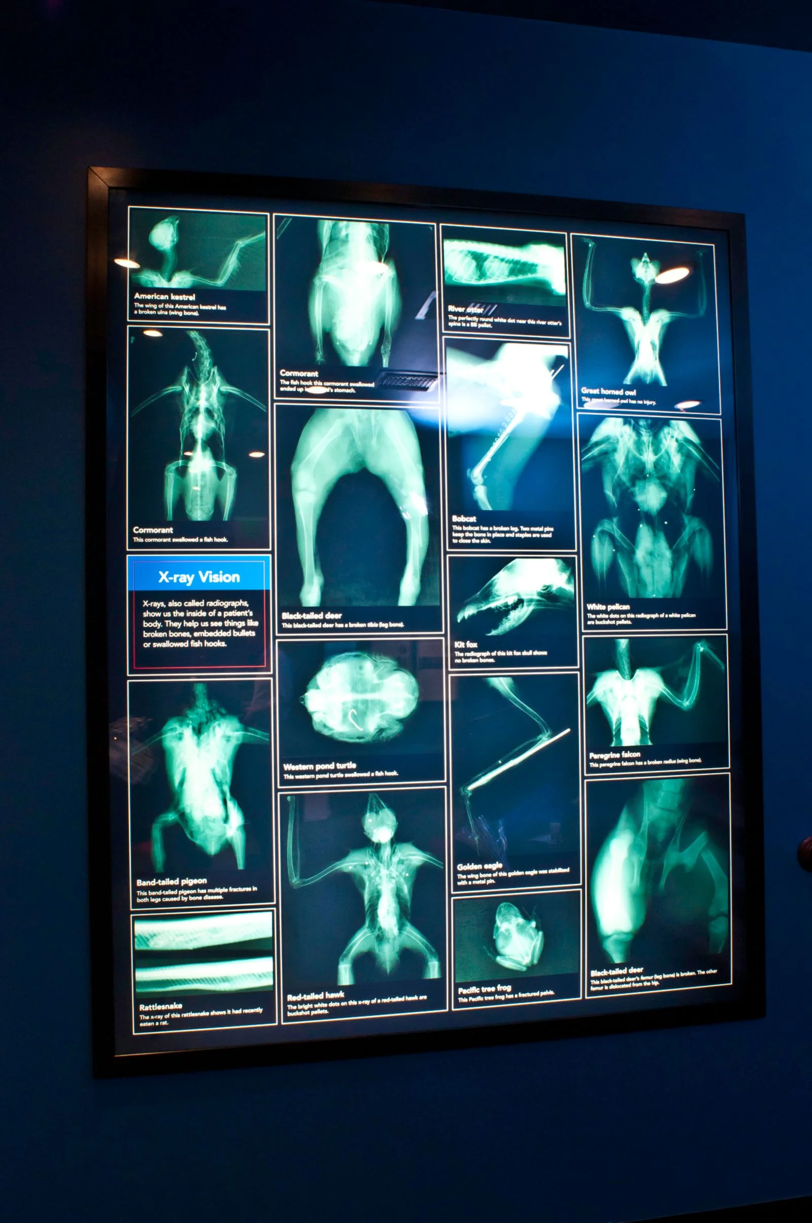 This exhibit features real x-ray images of previous patients showing a variety of animal injuries and ailments.
