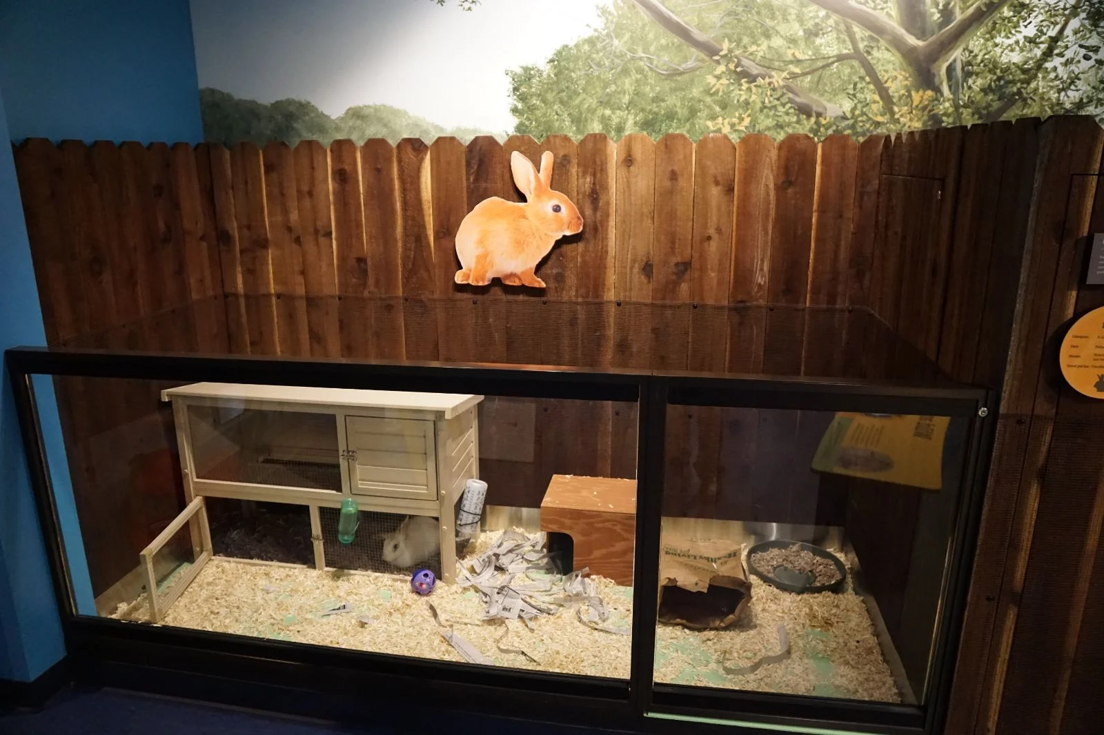  Rabbits are also good pets.     