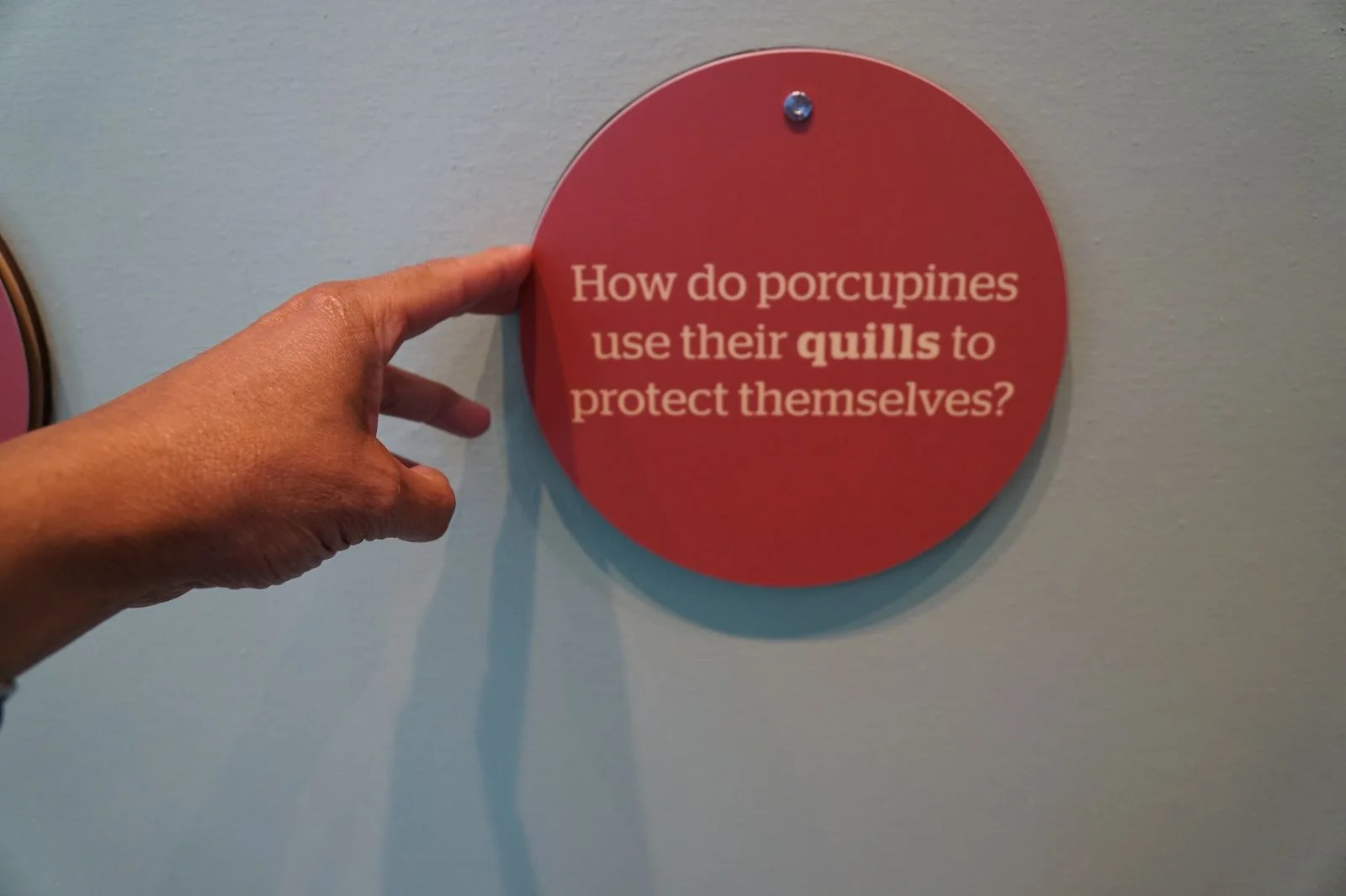 Circular rotating disc interactives get visitors thinking by posing questions about Porcupines.