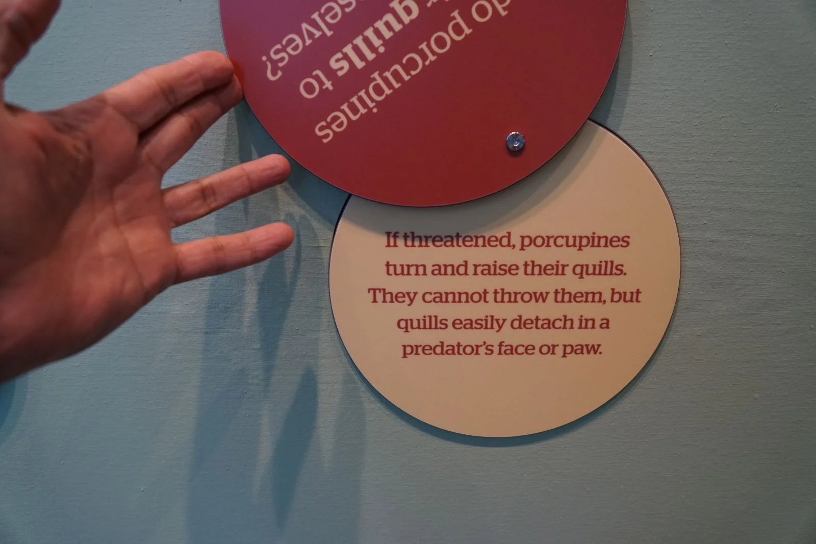 Each of the 5 discs has a different question and visitors can reveal the answer by rotating the disc.