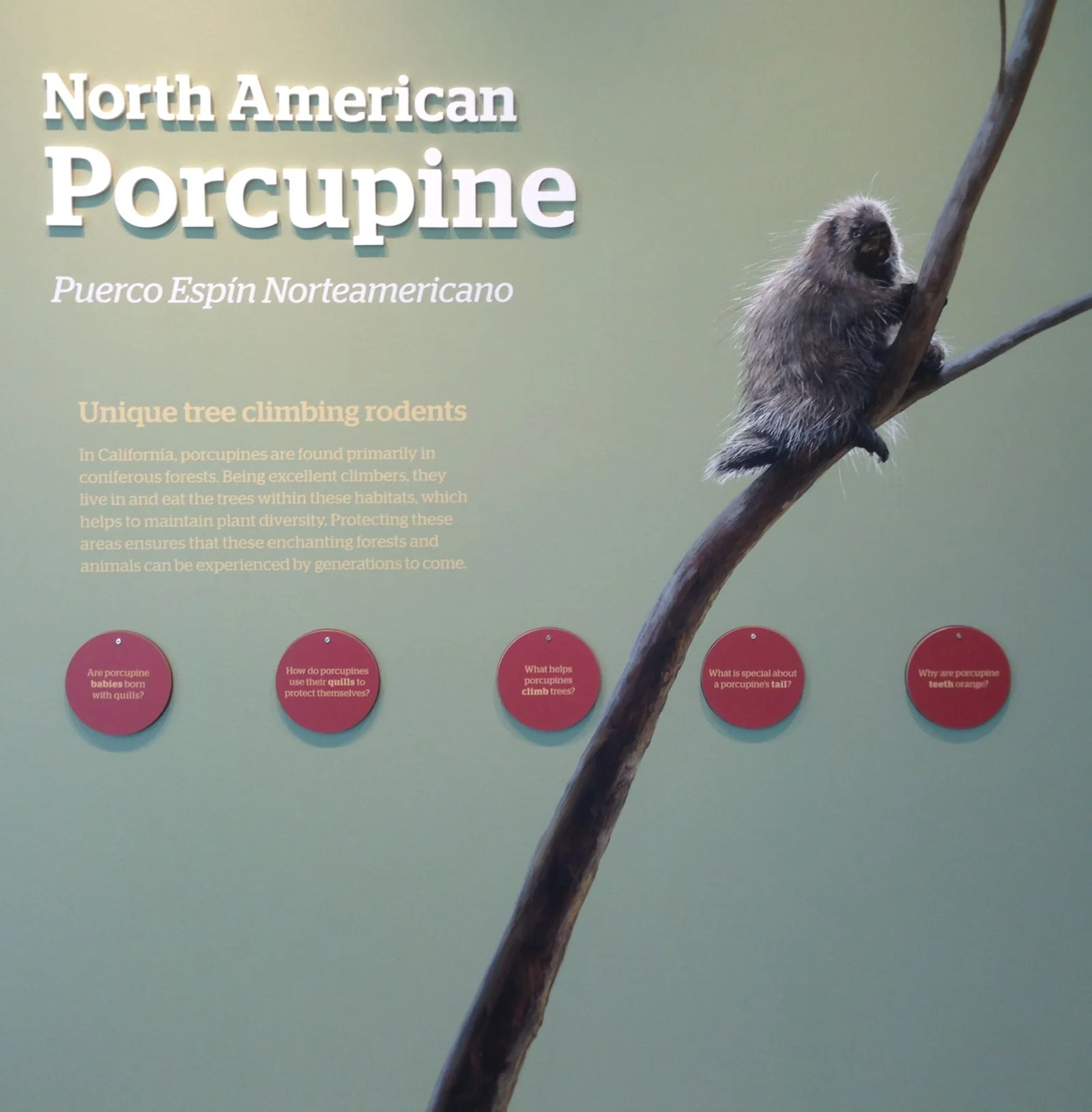A delightful young North American Porcupine now resides at the Lindsay.
