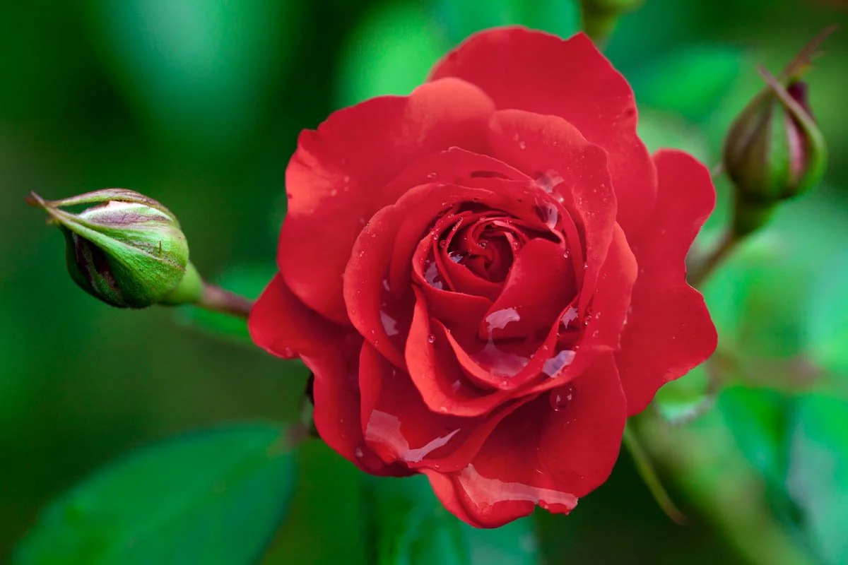 013LRG_RosaBrilliantFlowerCircus_FloribundaRose_2011_AMBE005.jpg