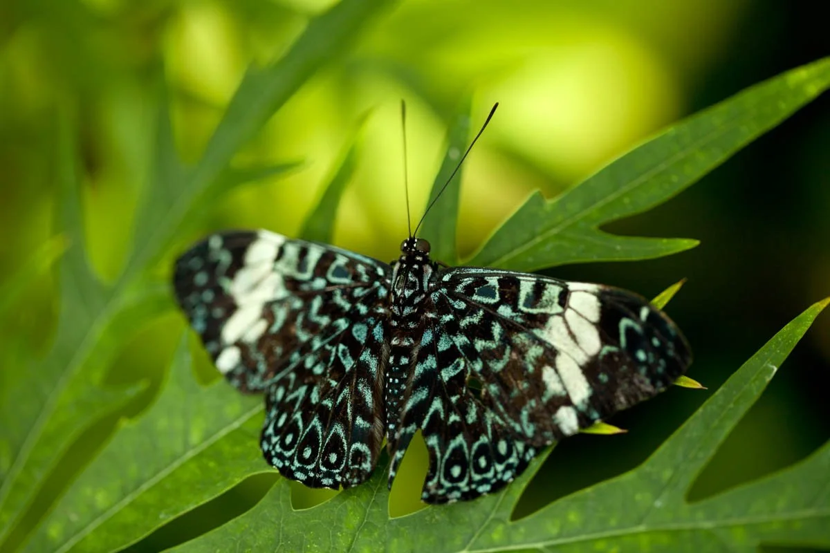 BH_HamadryasAmpinome_BlueCracker_Macro_2011_AMBE001.jpg