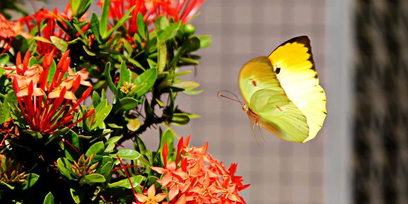 butterfly.jpg