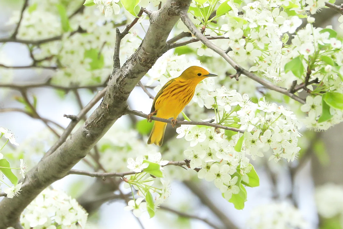 05yellowwarbler2019cal.jpg