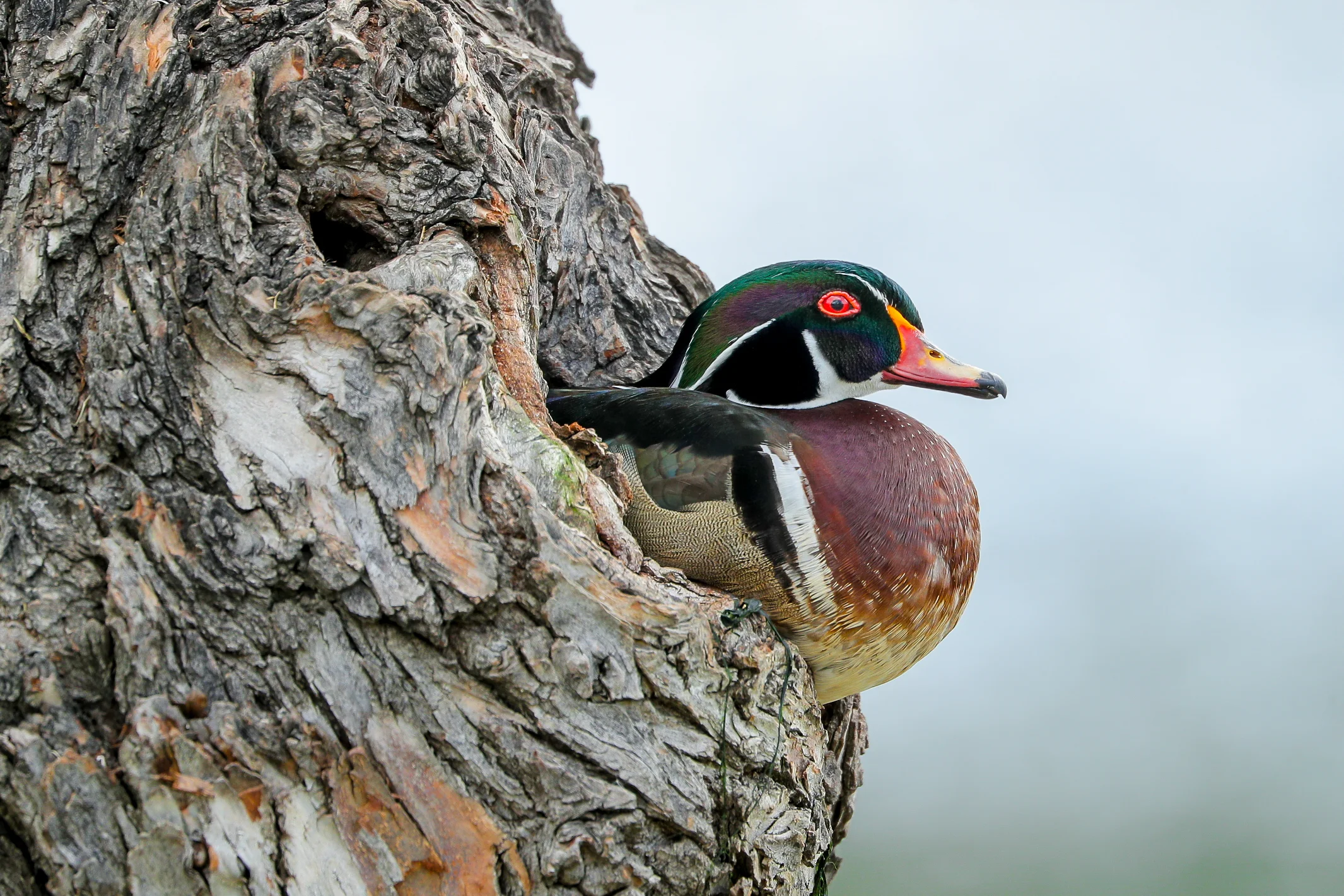 11woodduck2019cal.jpg