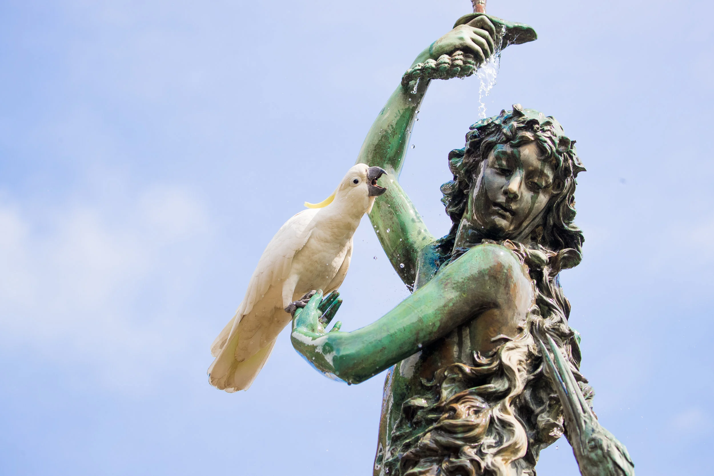 02cockatoo2019cal.jpg