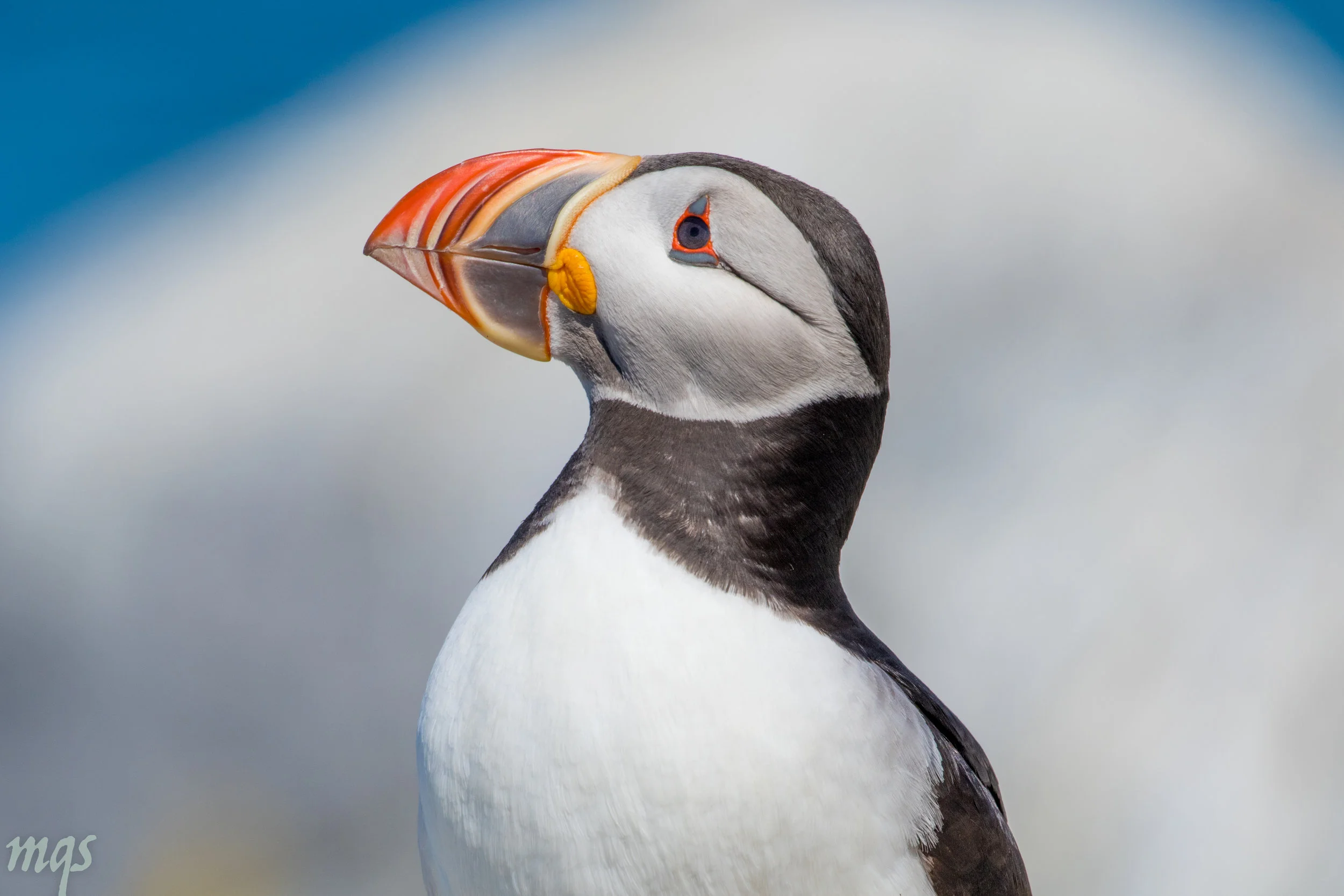 puffin2017 (1 of 1).jpg