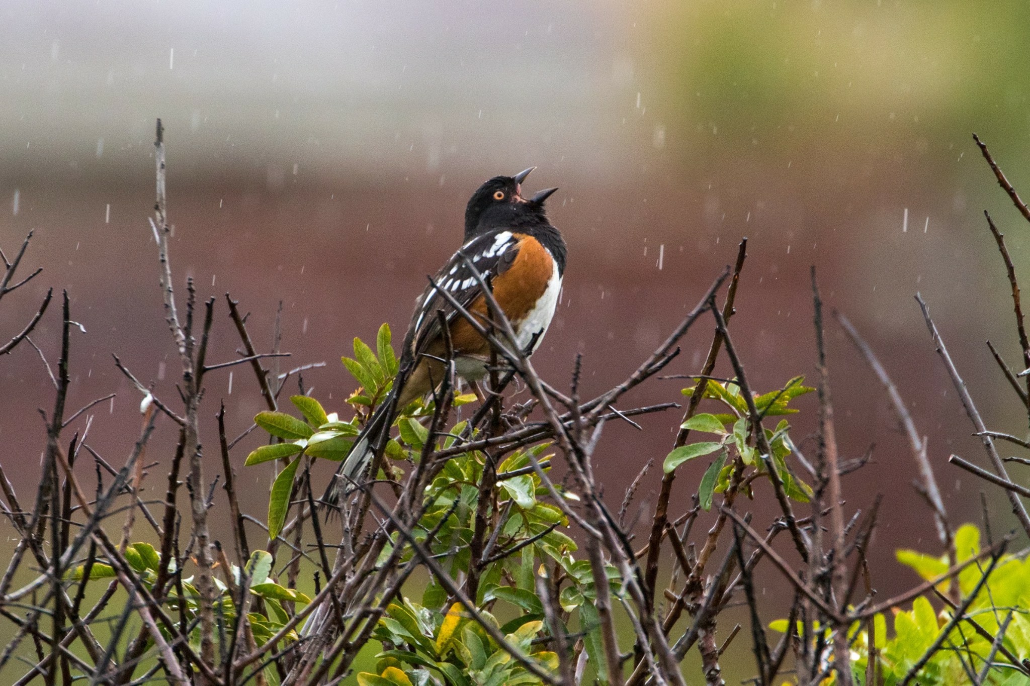 spottedtowhee.JPG