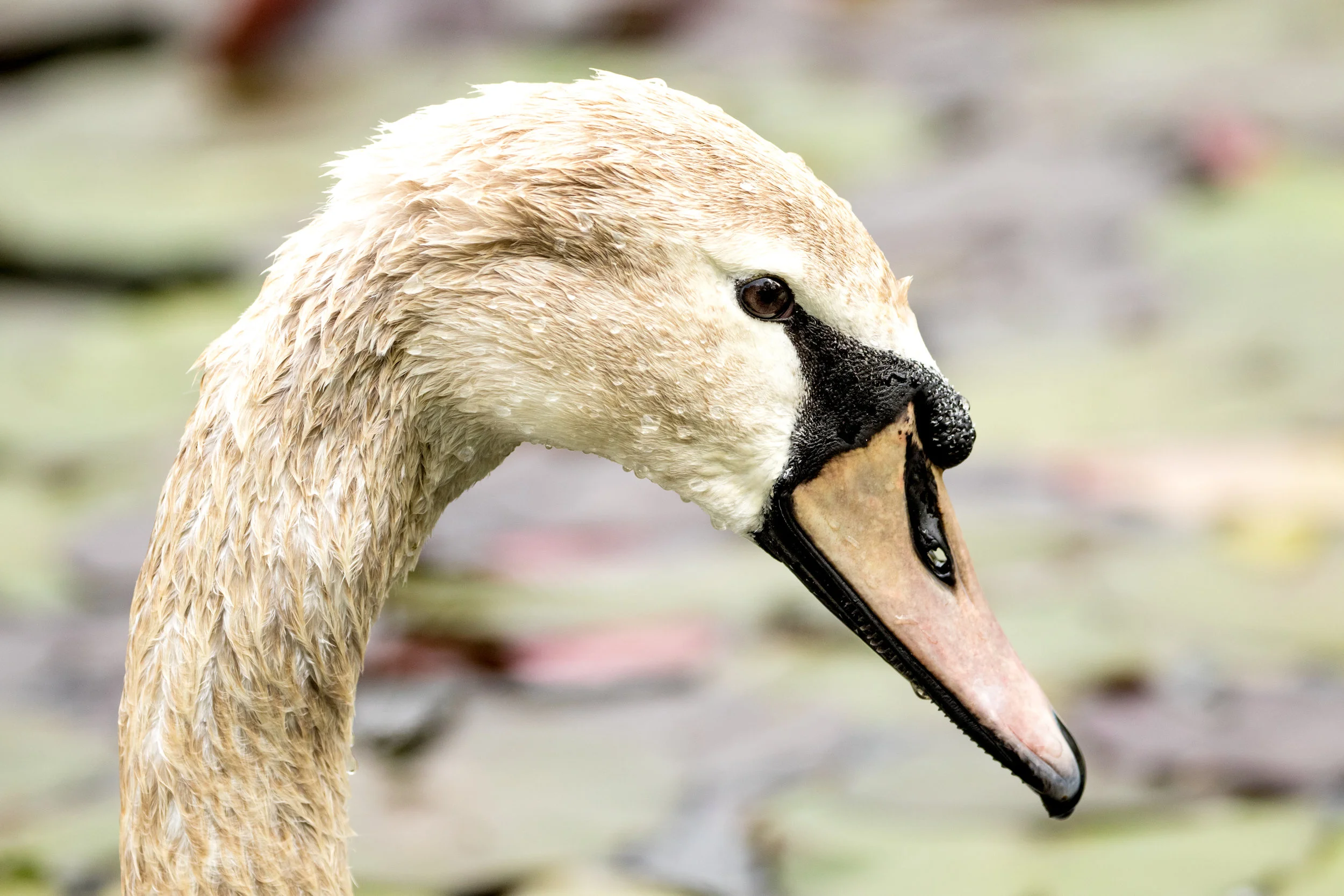 swanfrankfurt.jpg