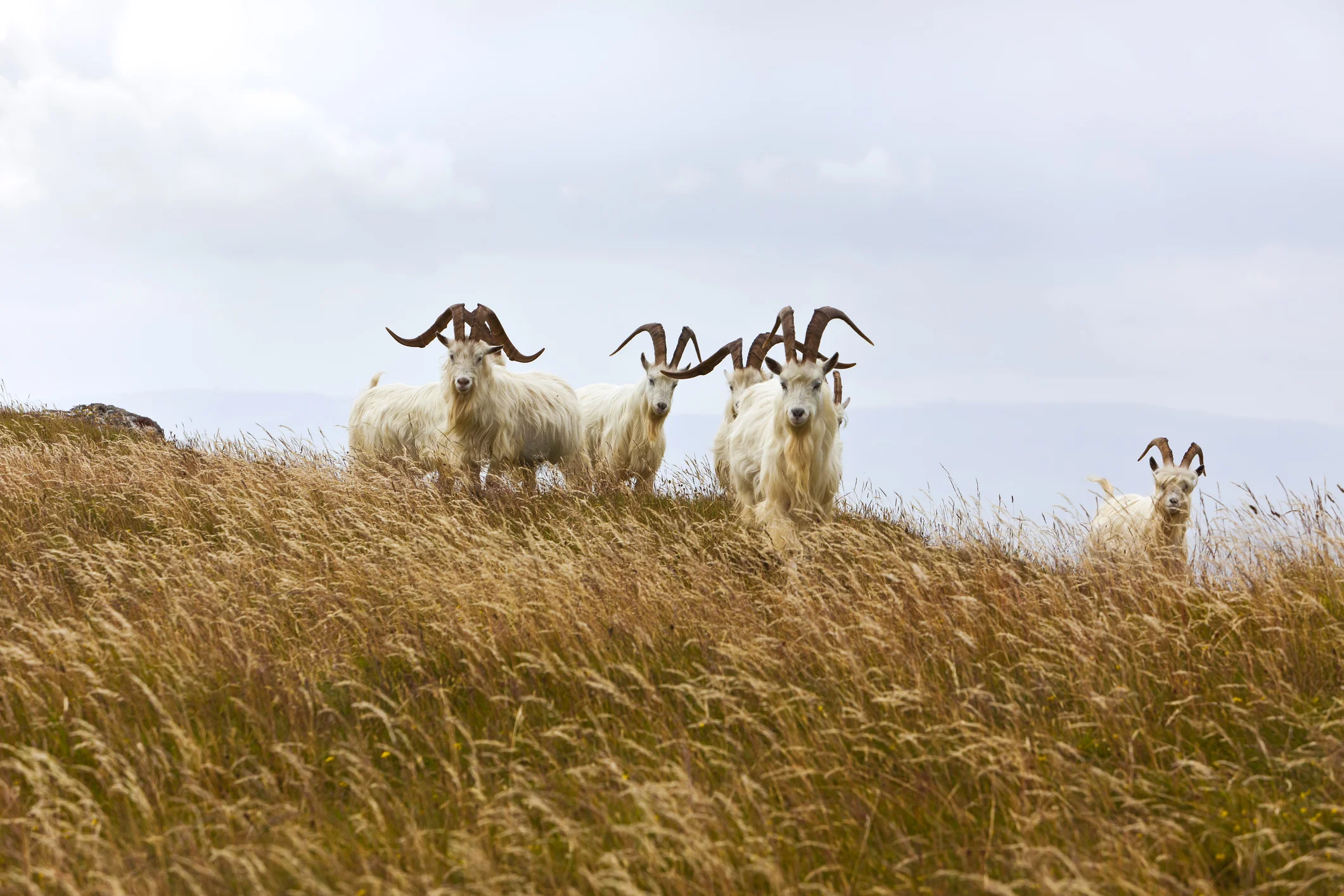 100% pure cashmere sourced from mongolian goats