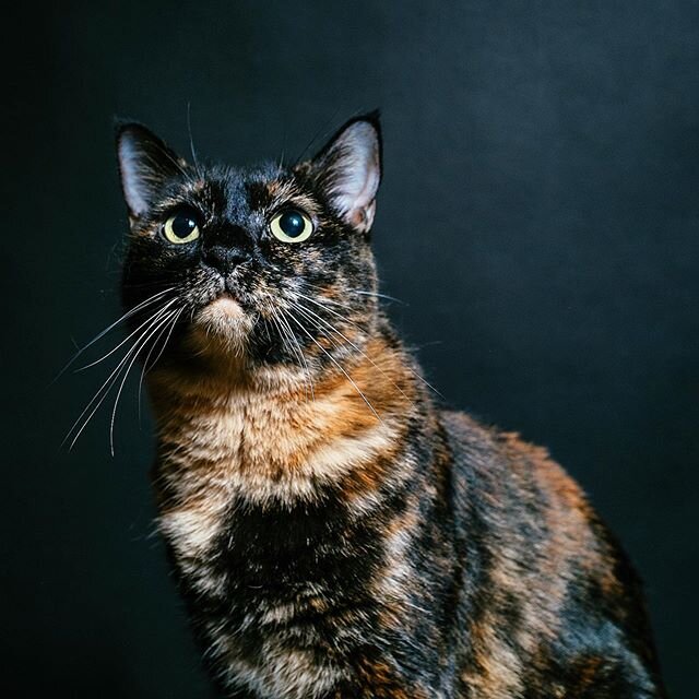 some wholesome content of my feline companion for the last 11 years, love you bing bing. And ty/ly to josh for capturing her in all her glory 🖤🧡🤍
.
.
.
.#catsofinstagram #tortiesofinstagram