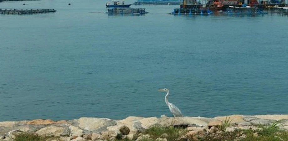 Pulau Semakau 1.jpg