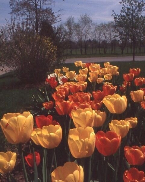 tulips from 1989
happy spring 🌷

credit: my dad

.
.
#vintagephotography #slidephotography #flowerphotography #dufferincounty #greycounty #brucecounty #spring #tulipseason #nofilters #georgianbaylife