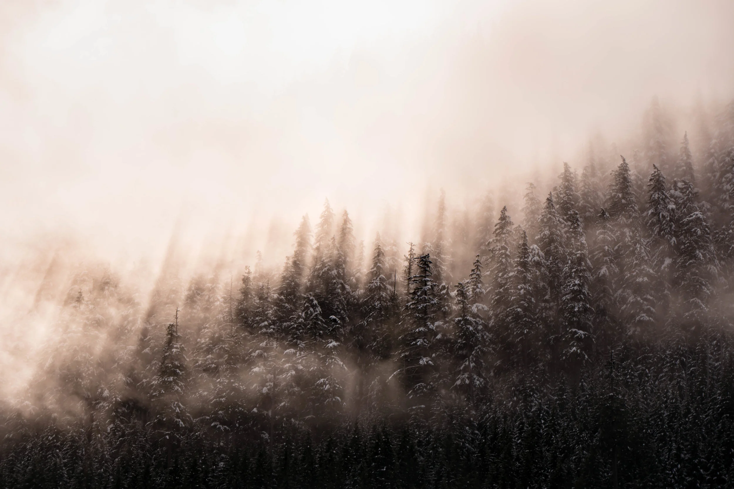 Light rays between snow-covered trees
