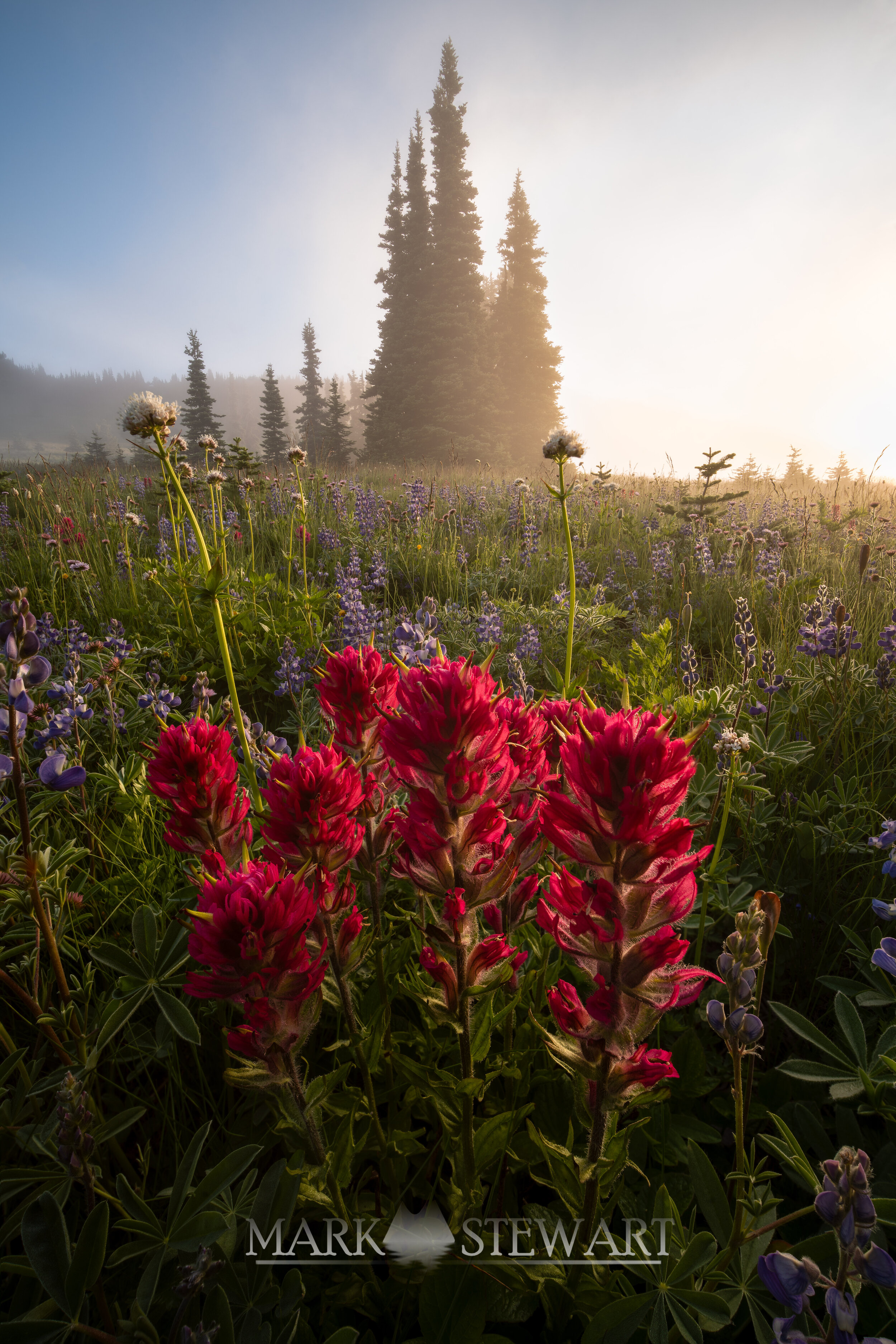 Sunrise Meadow 