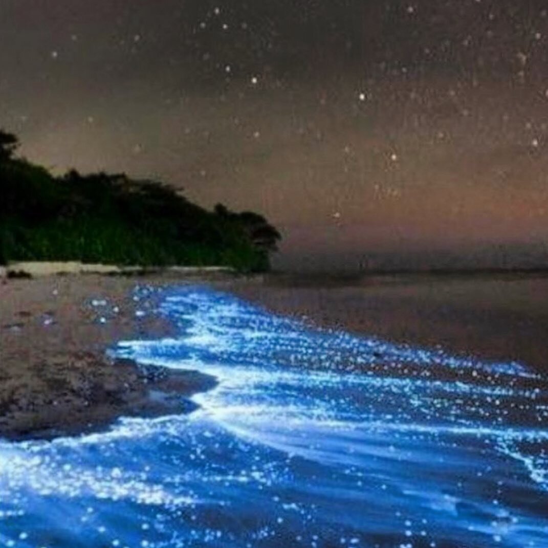 ✨ Mudhdhoo Beach aka Vaadhoo Beach is a bioluminescent beach that glows, literally! 
✨ The beach is a part of Mudhdhoo or Vaadhoo Island, an island in Raa Atoll in Maldives. 
The mesmerising glow is due to the wonder of a microorganism called phytopl