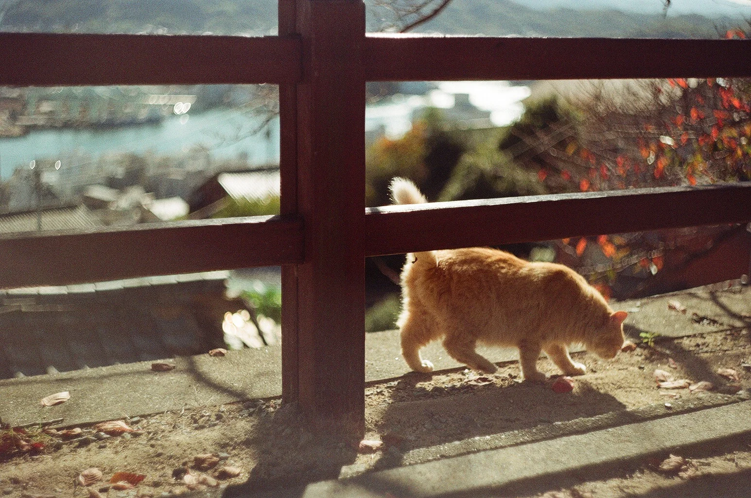 写真 2018-12-07 11 30 09.jpg
