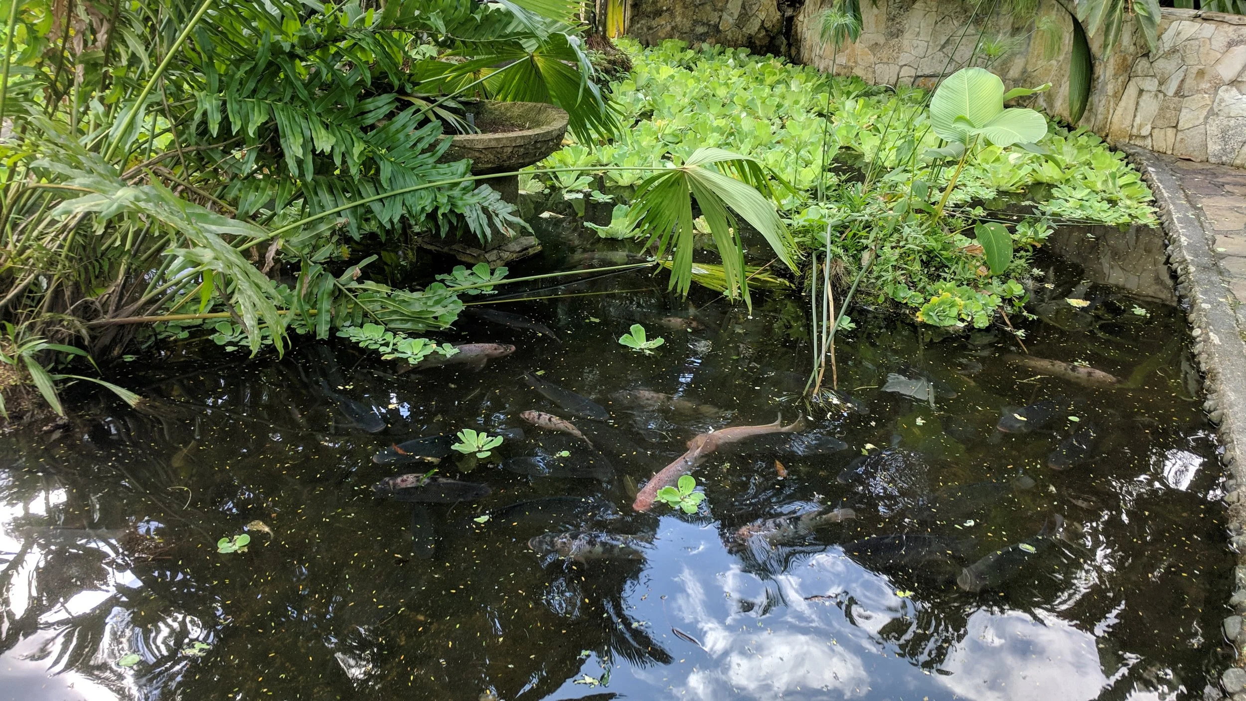 And a large Koi Pond with lots of fish.