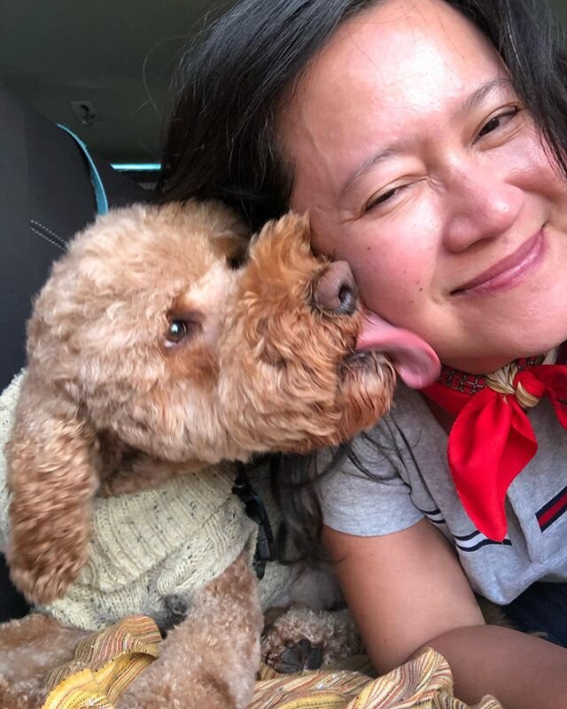 Thanks mommy for the spa and haircut 😍🥰🐶🐾🐾
.
.
#doglovers #labradoodle #tamaruke #dogmom