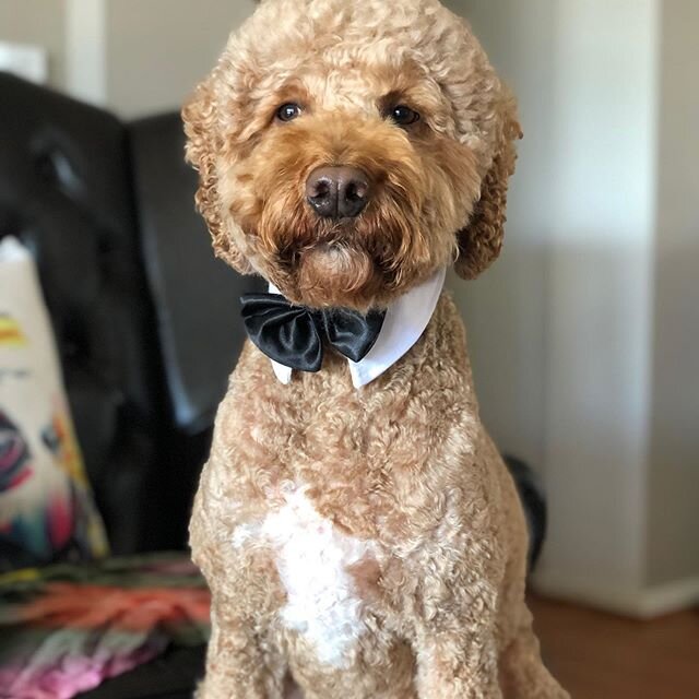 Dress up for a work from home day 🐾🐶.
.
.
#stayhomestaysafe #tuesdayvibes #workfromhome #dogsofinstaworld #lookgoodfeelgood