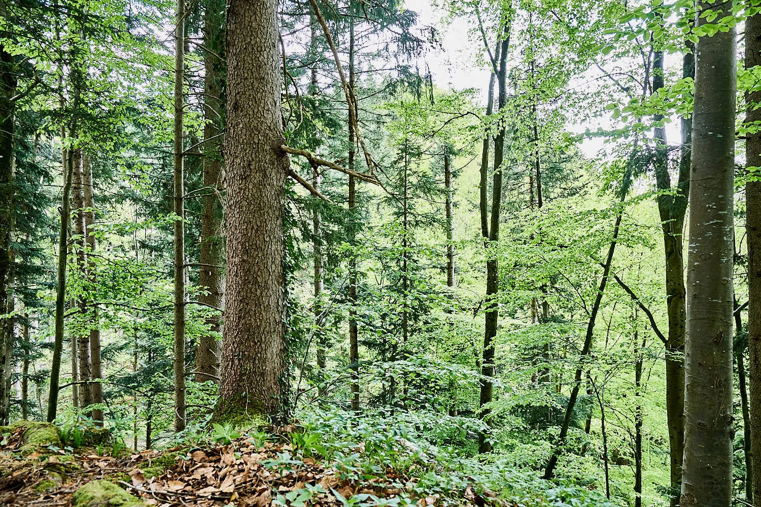 schreinerei-andreas-gerg-altholz-rahmenshop.jpg