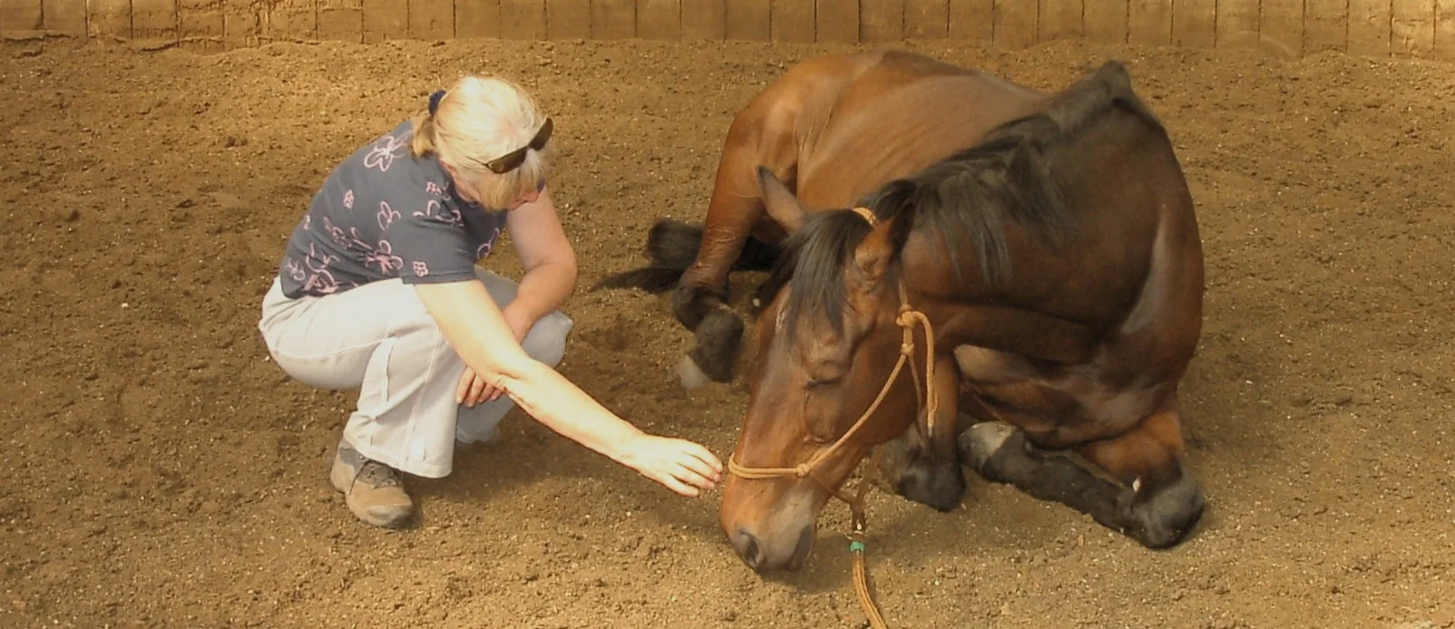 Que flat out after an Equine Touch class
