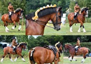 Cranelgih Show 2018 - collage Cracker.jpg