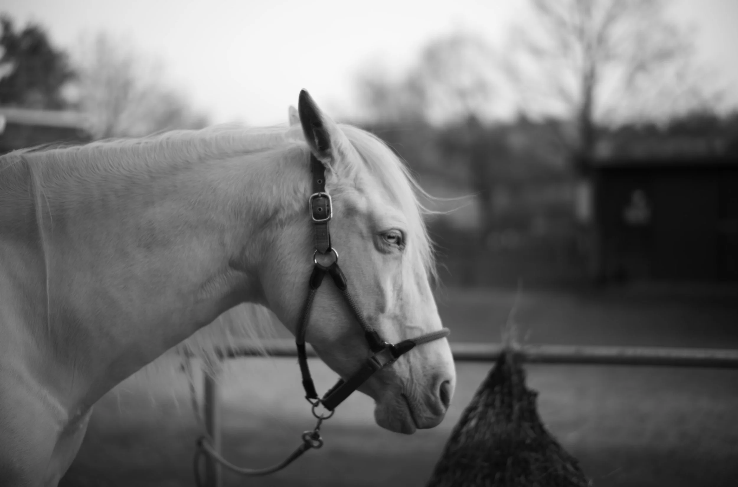 👀 What can the eye tell us about a horse?

In this article featured on our Members Site, Instructor and Practitioner Kate Prowse explains how to read the metabolic eye. Read the fulll article on our Members Site (free to existing IETA Members) or fo