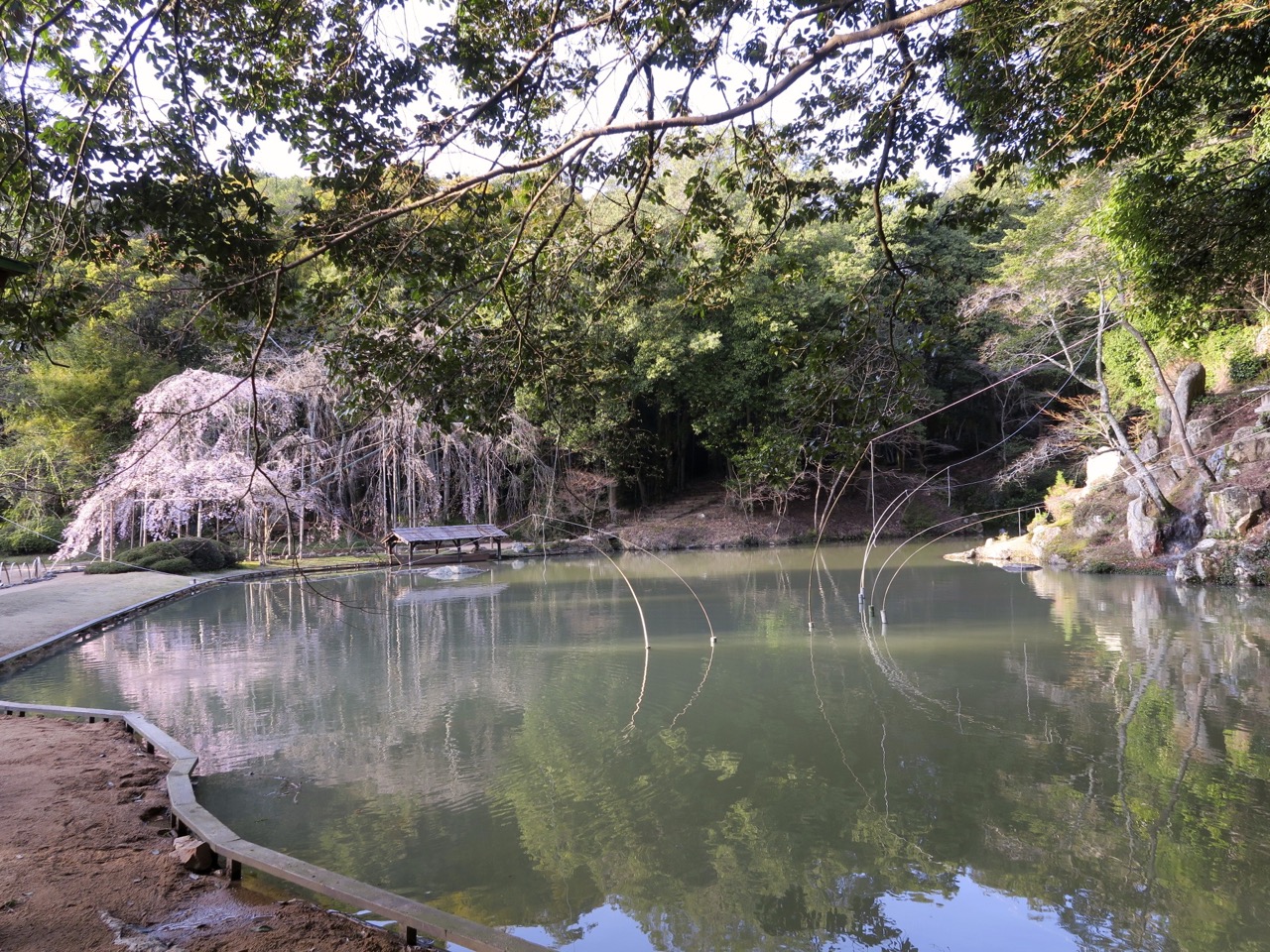  Sogenji temple during cherry blossom   