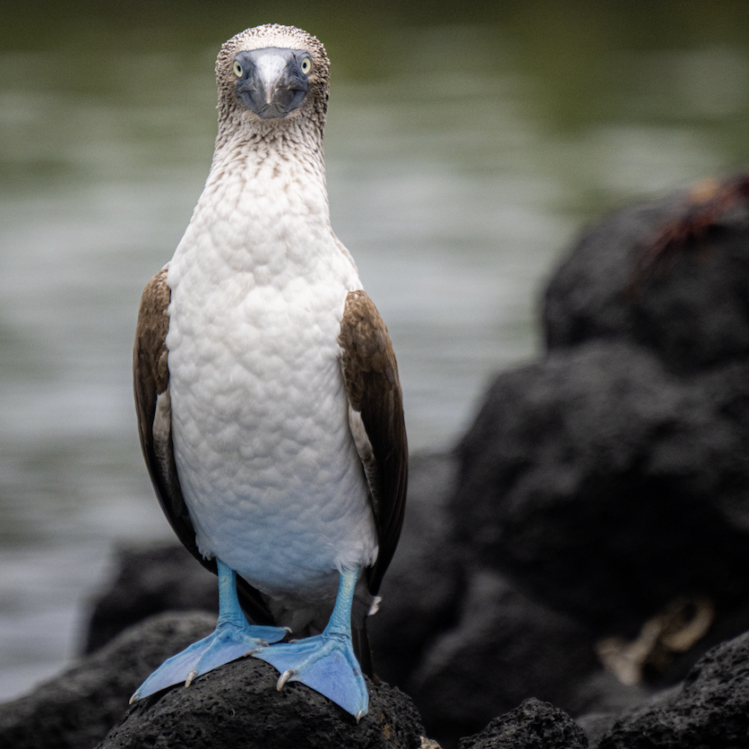 Galapagos