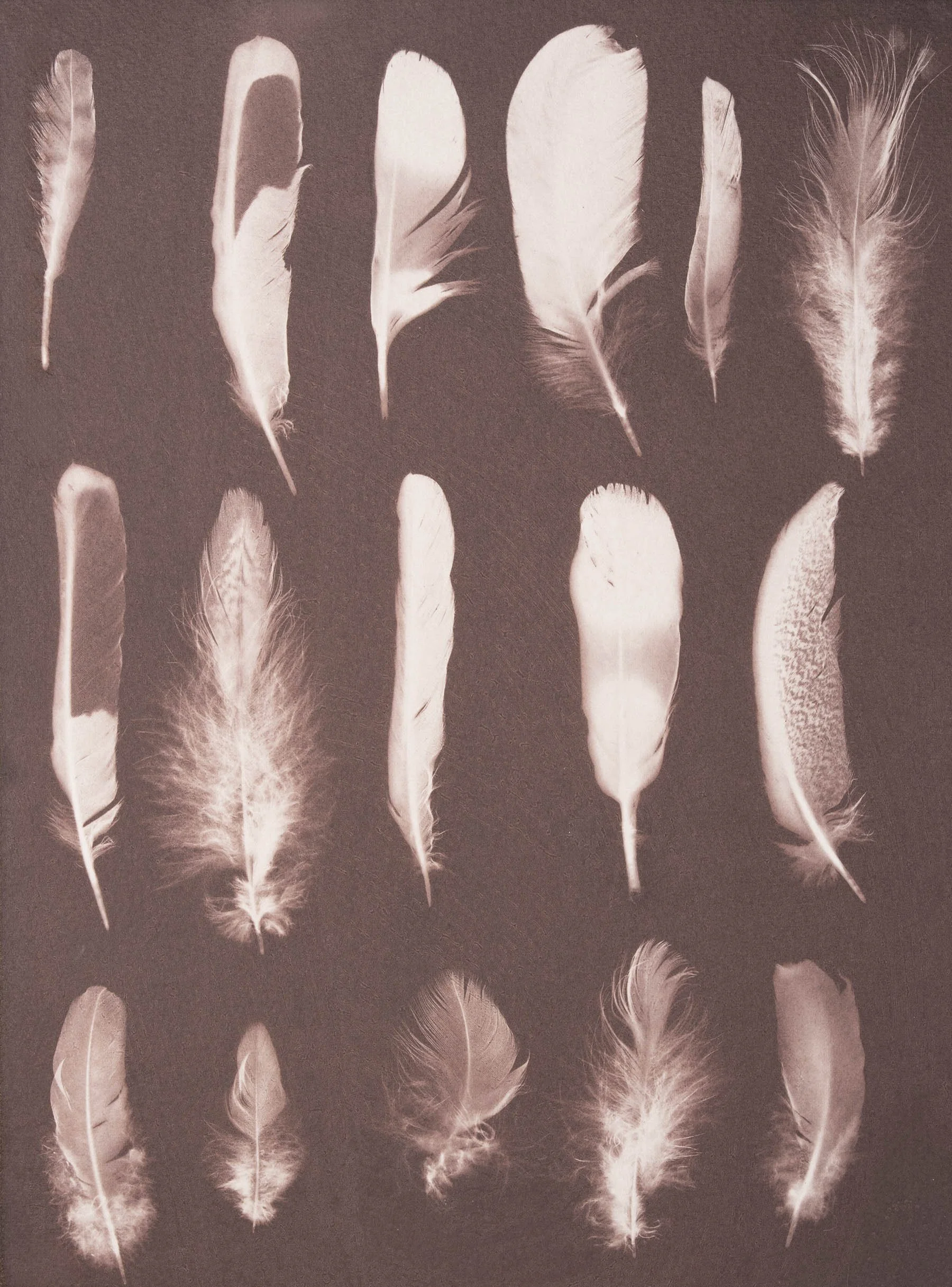 woodland-walk-feather-collection-salt-print-david-ellwand-2026.jpg