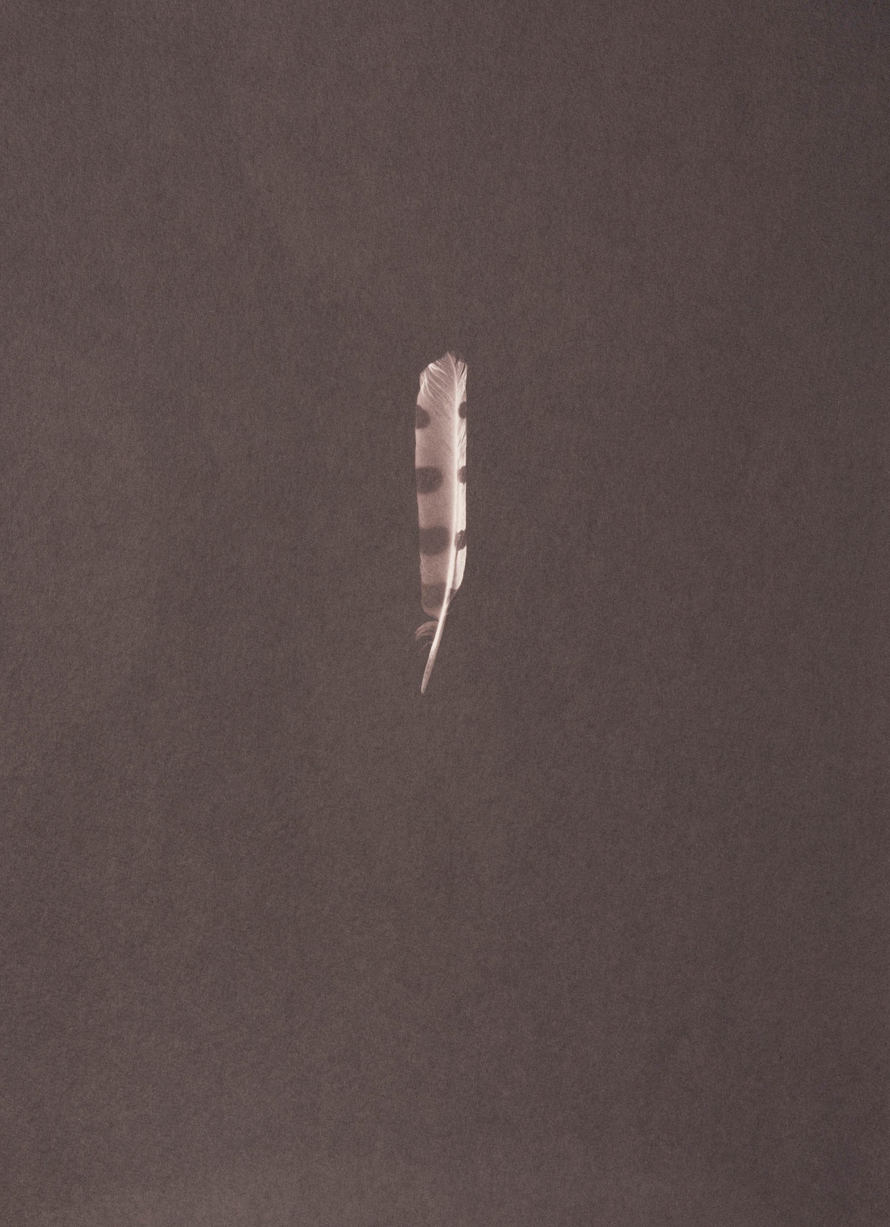 woodpecker-feather-salt-print-david-ellwand-2026.jpg