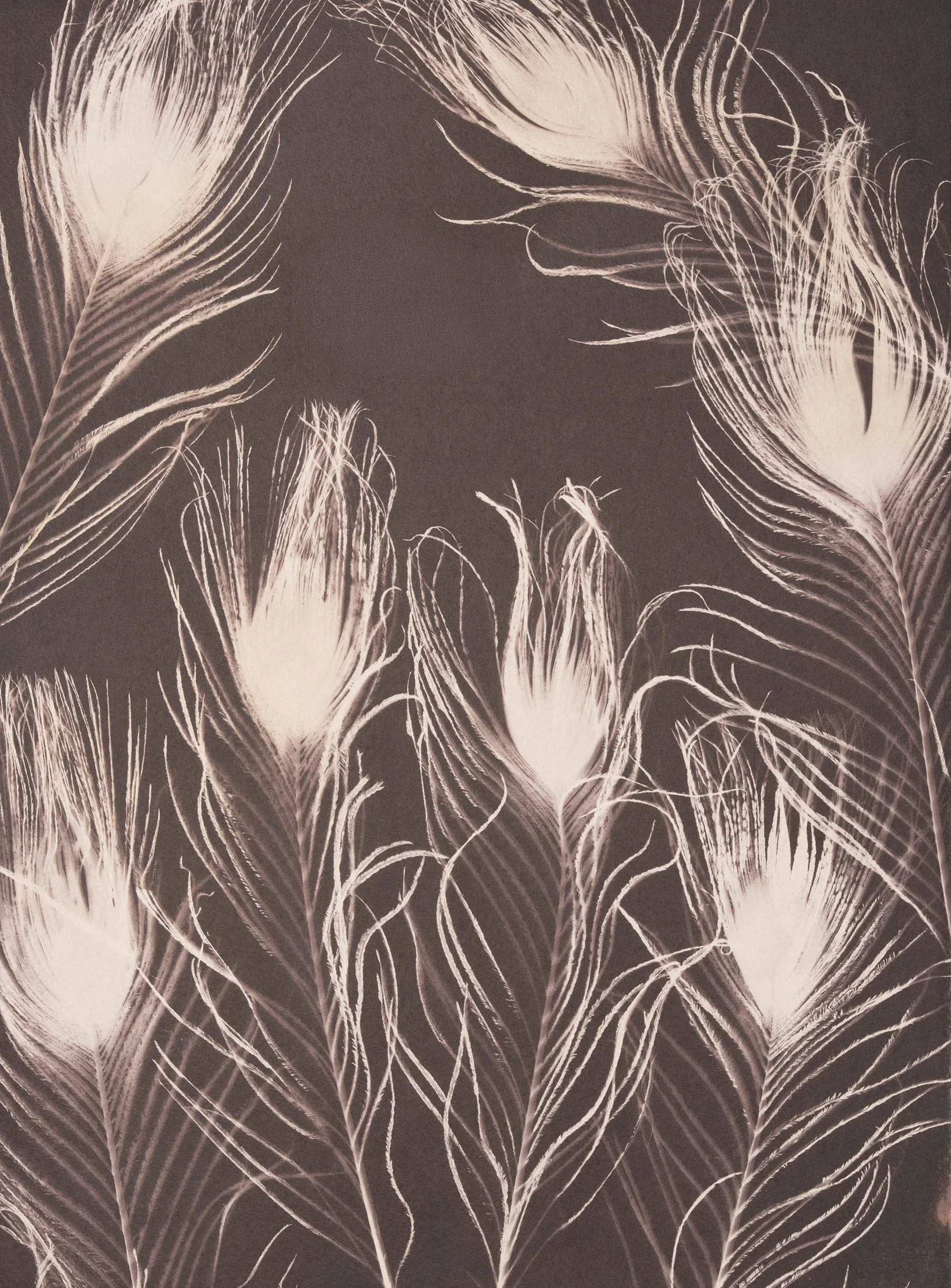peacock-feathers-salt-print-david-ellwand-2026.jpg