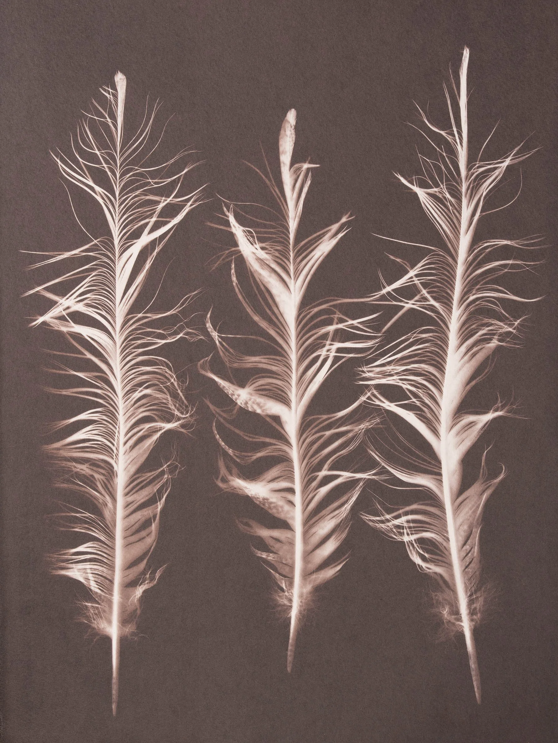 distressed-goose-feather-salt-print-david-ellwand-2026.jpg
