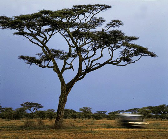 Landscape