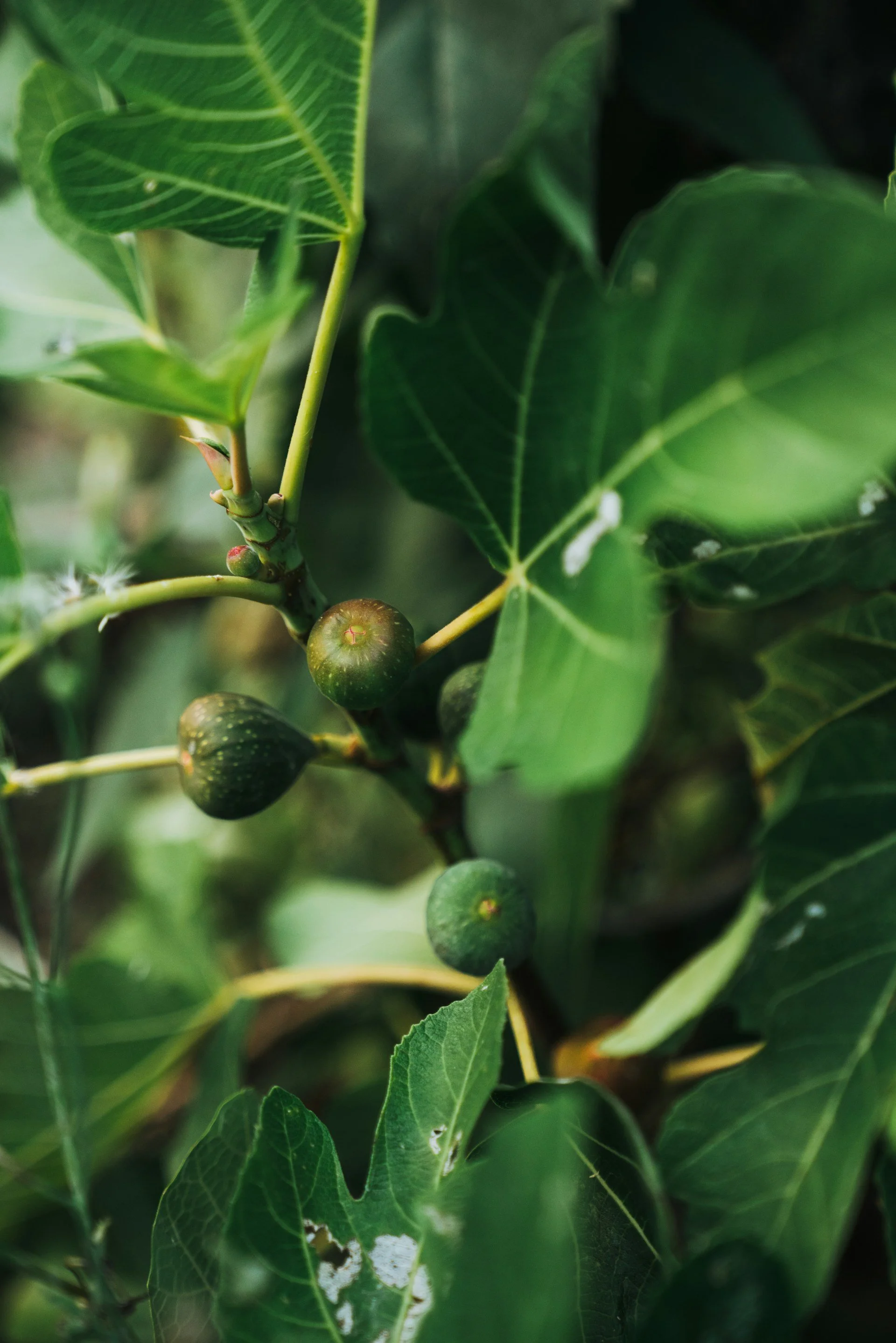 Frozen Figs and Faithful Hearts: Why Jesus Cursed the Fig Tree
