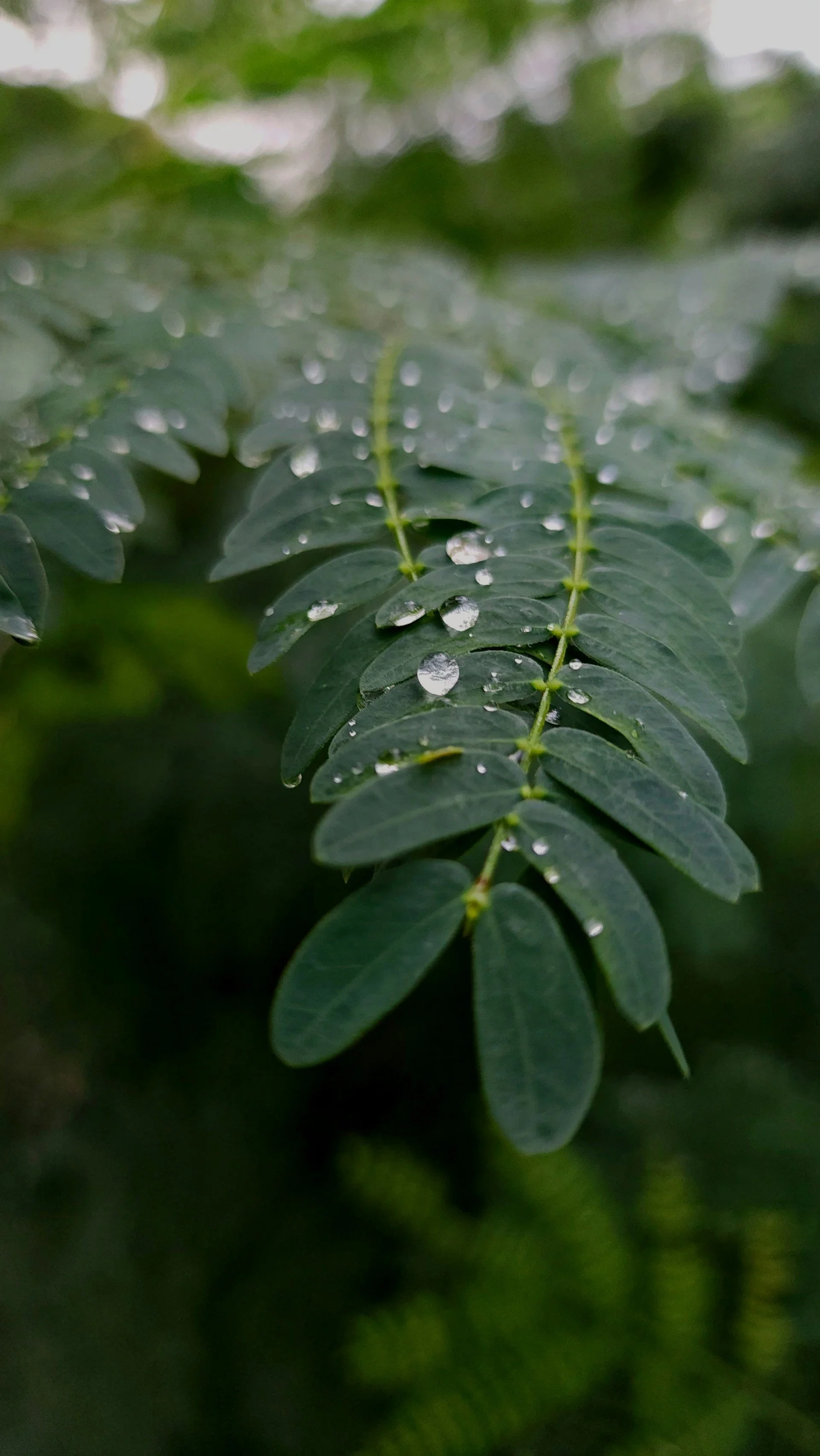 Raindrops on Leaves