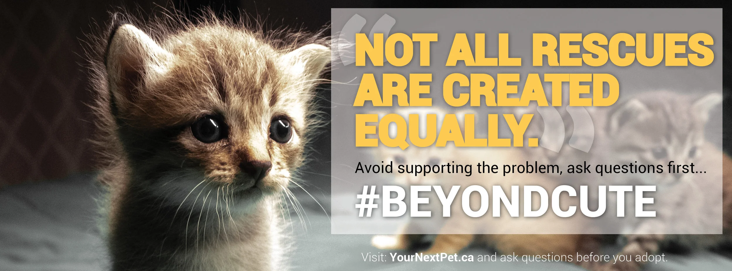 #BeyondCute - Facebook Banner - Not all rescues are created equally - BLOCKING CAT OPTION 2019.jpg