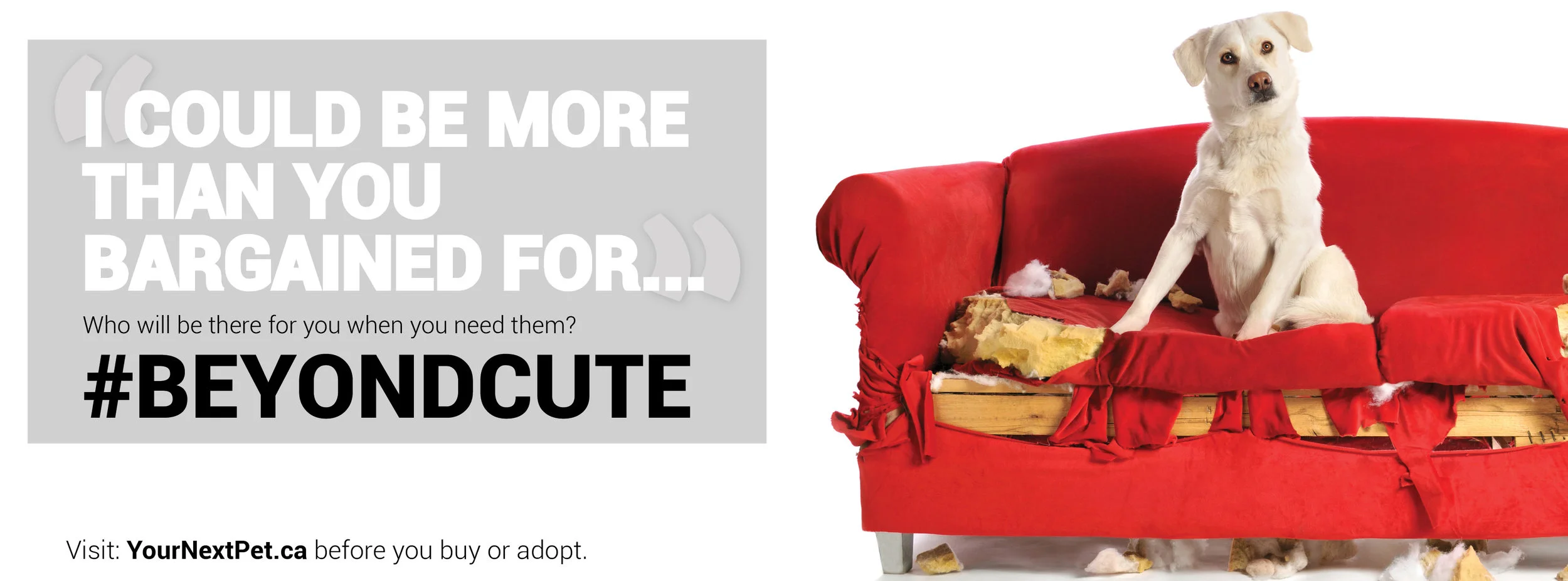 #BeyondCute Facebook Banner - I could be more than you bargained for - BLOCKING 2019.jpg