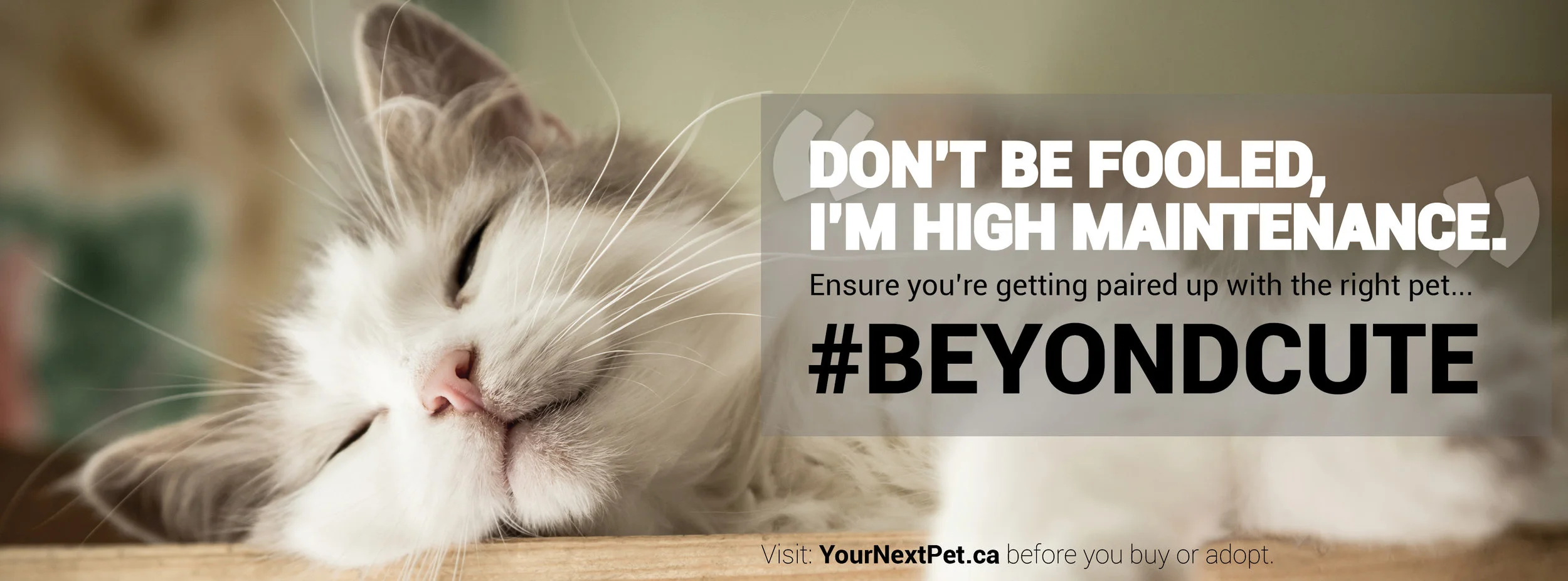 #BeyondCute Facebook Banner - Don't be fooled - CAT IMAGE BLOCKING 2019.jpg