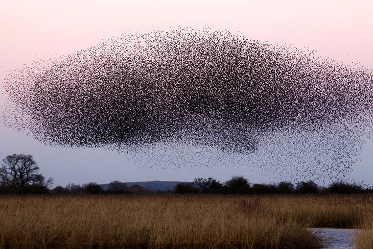A swarm of starlings at dusk