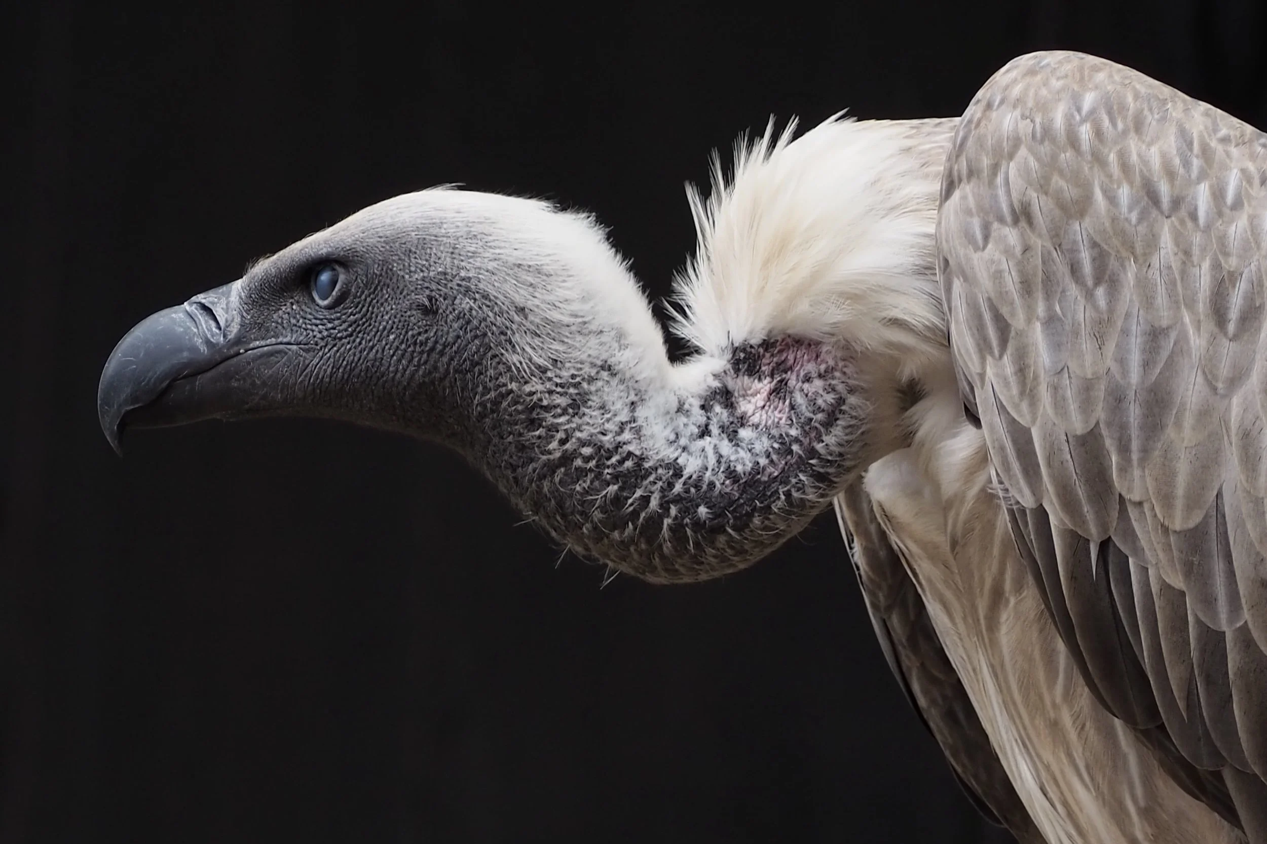 KENYA’S VULTURE POPULATION CRISIS