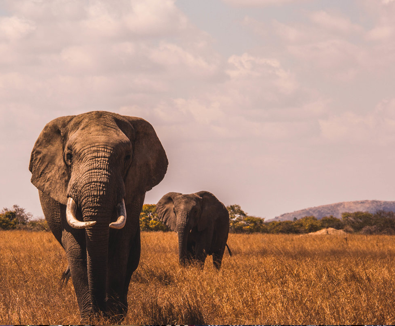 Donate towards Tofauti wildlife projects