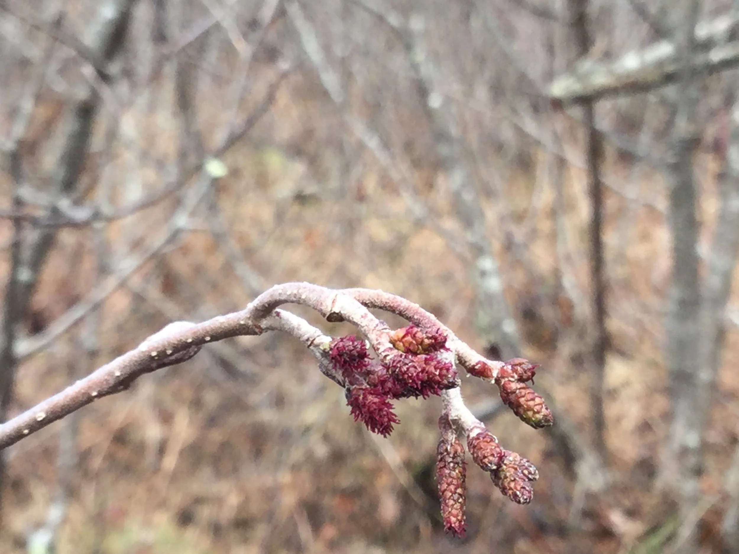 Winter Twigs &amp; Winter Adaptations Nature Walk